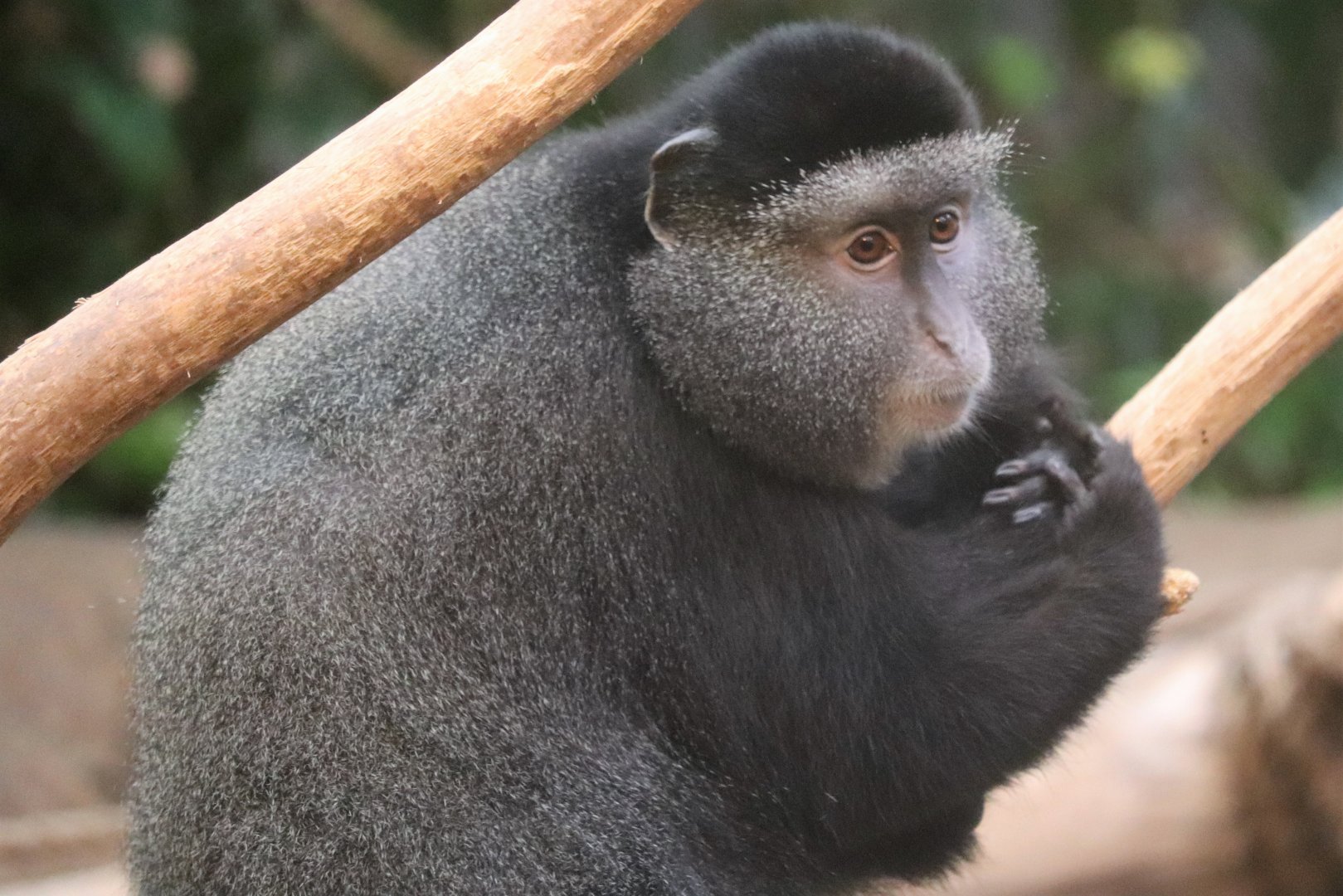 Tropical Forest - Blue Monkey