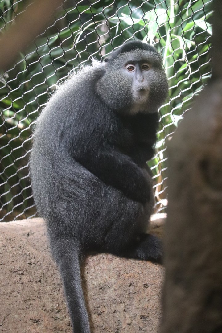 Tropical Forest - Blue Monkey