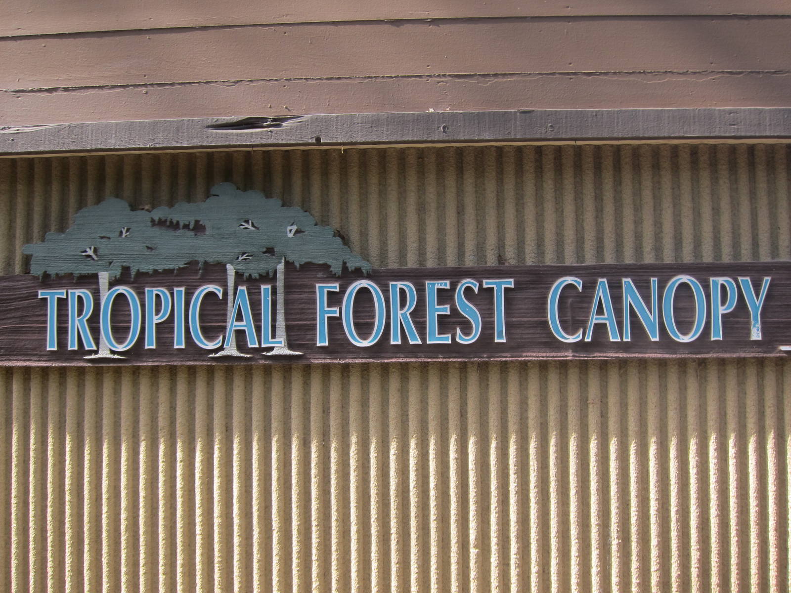 Tropical Forest Canopy