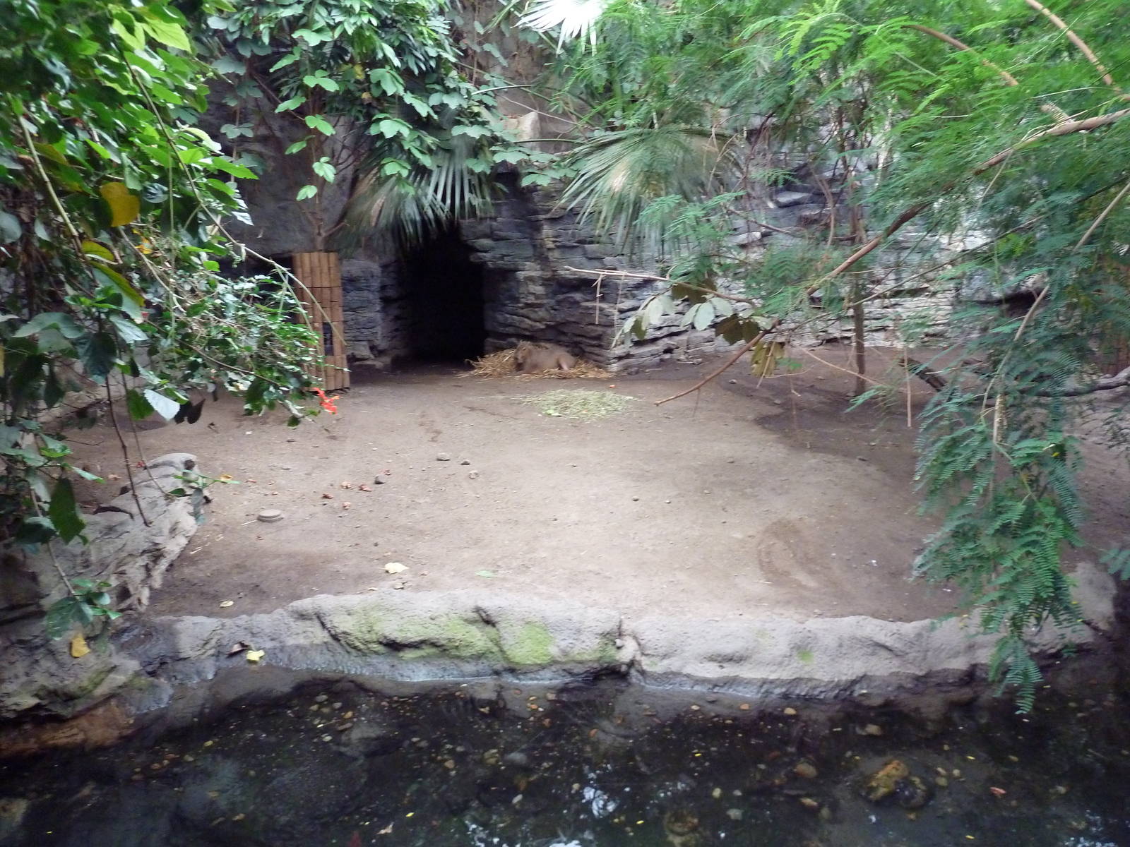 Tropical Forest - Capybara Exhibit