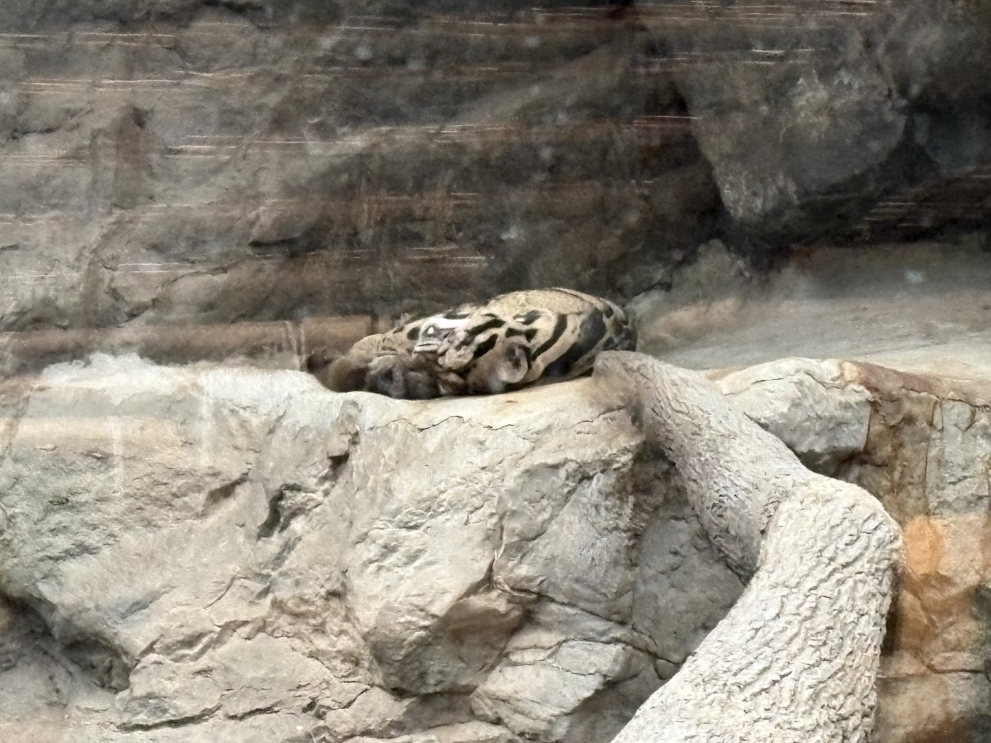 Tropical Forest - Clouded Leopard