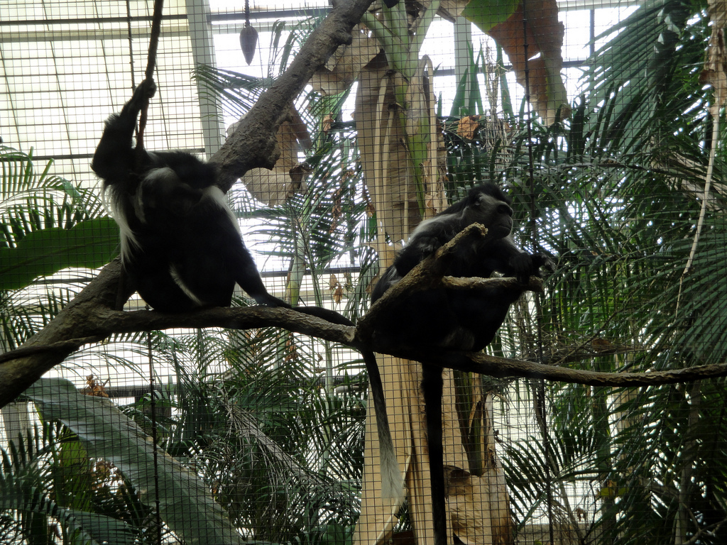 Tropical Forest - Colobus Monkey