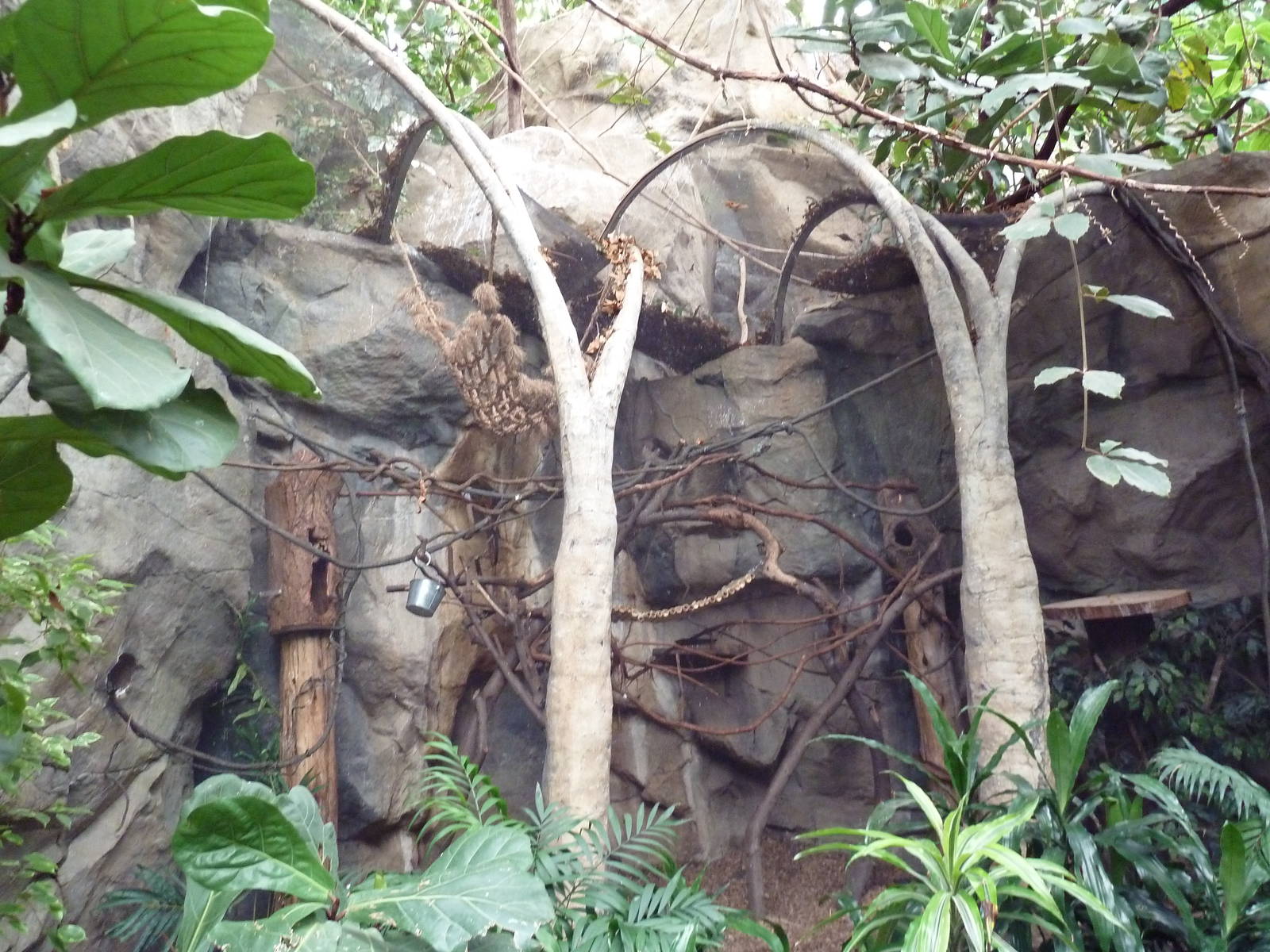 Tropical Forest - Cotton-Top Tamarin Exhibit