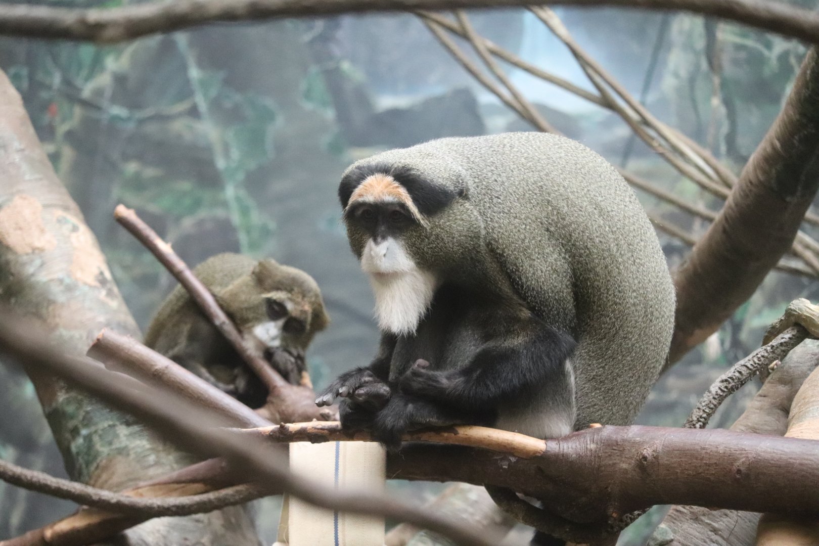 Tropical Forest - De Brazza's Monkey