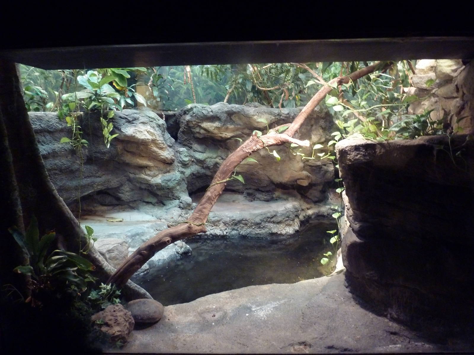 Tropical Forest - Dwarf Crocodile Exhibit