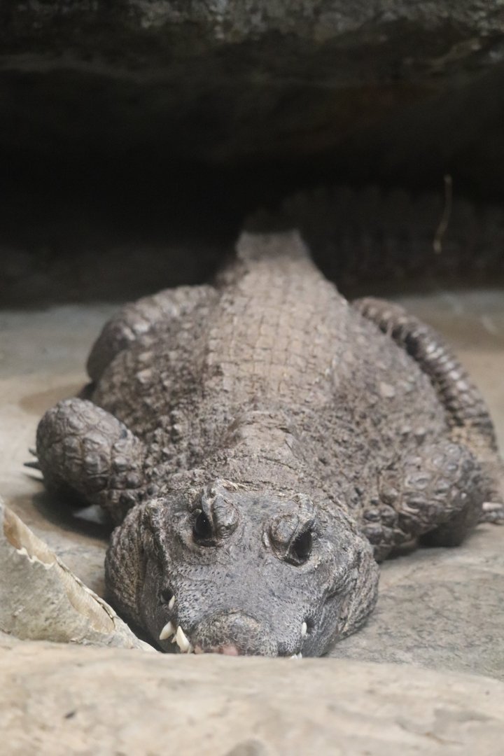 Tropical Forest - Dwarf Crocodile