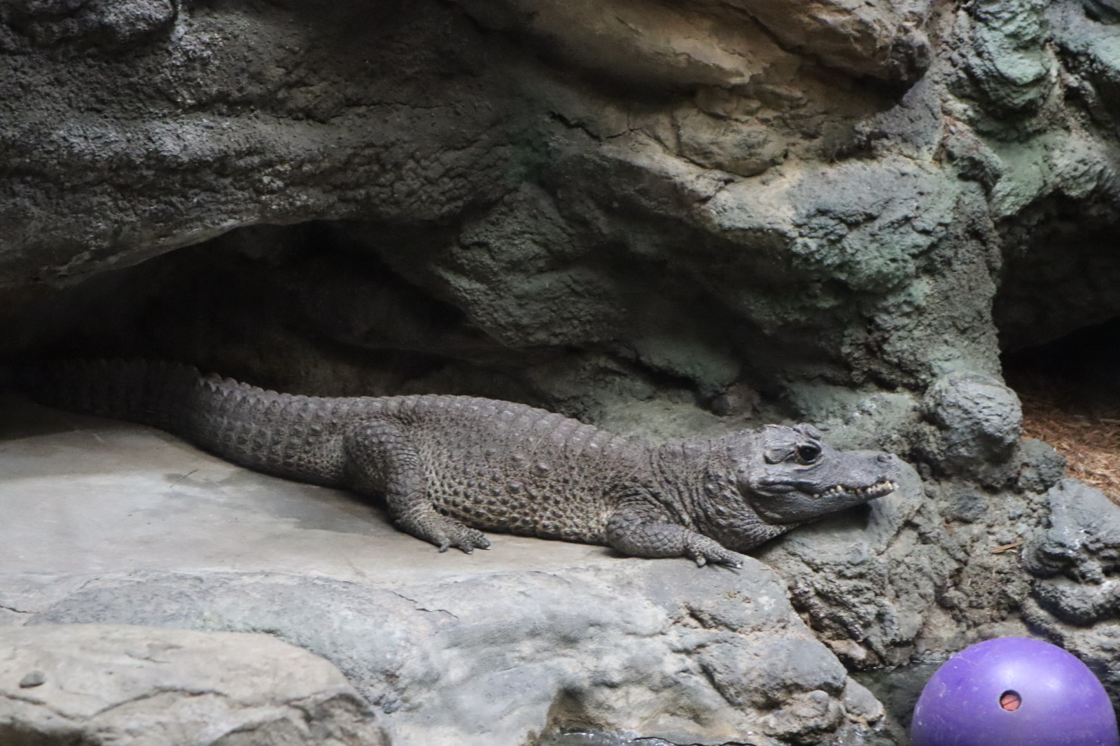 Tropical Forest - Dwarf Crocodile