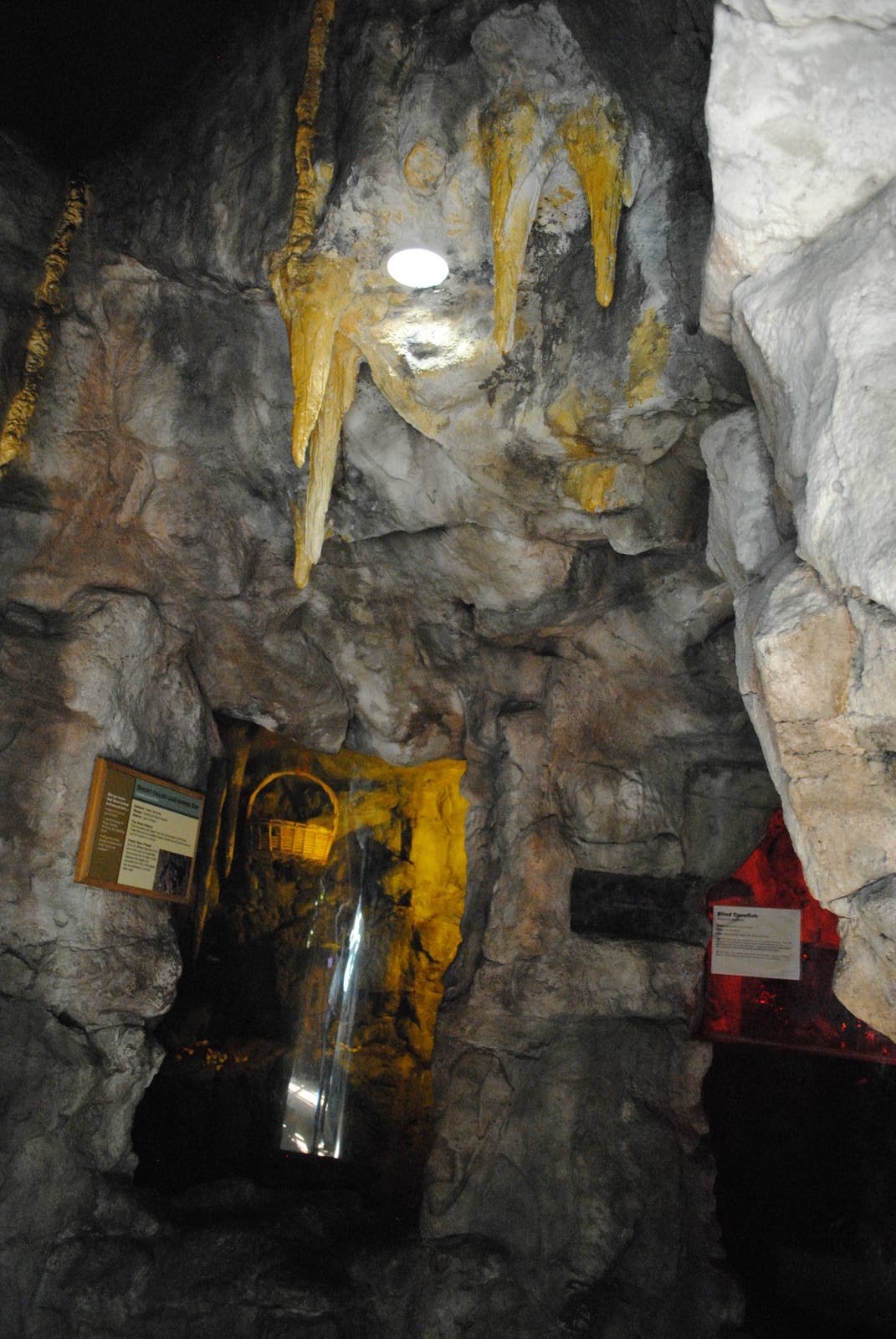 Tropical Forest - exhibts for Short-tailed Leaf-nosed Bats (left) and Blind