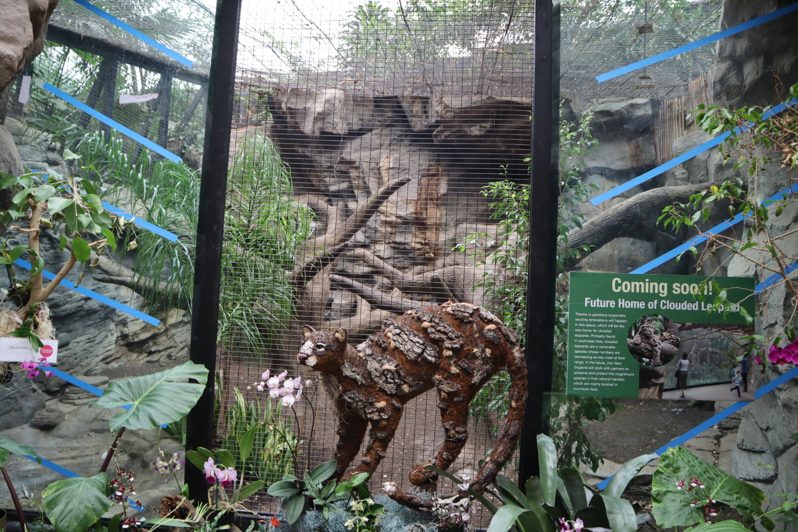 Tropical Forest - Future Clouded Leopard Enclosure