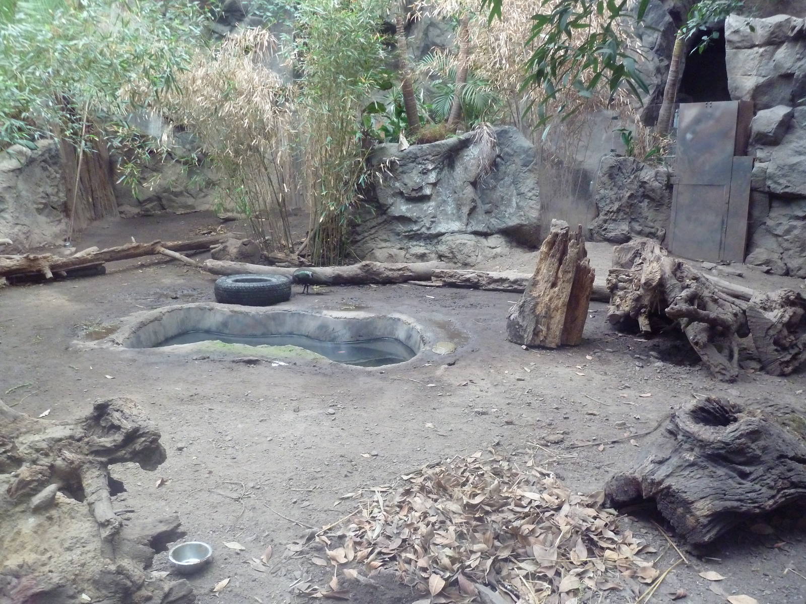 Tropical Forest - Giant Anteater Exhibit