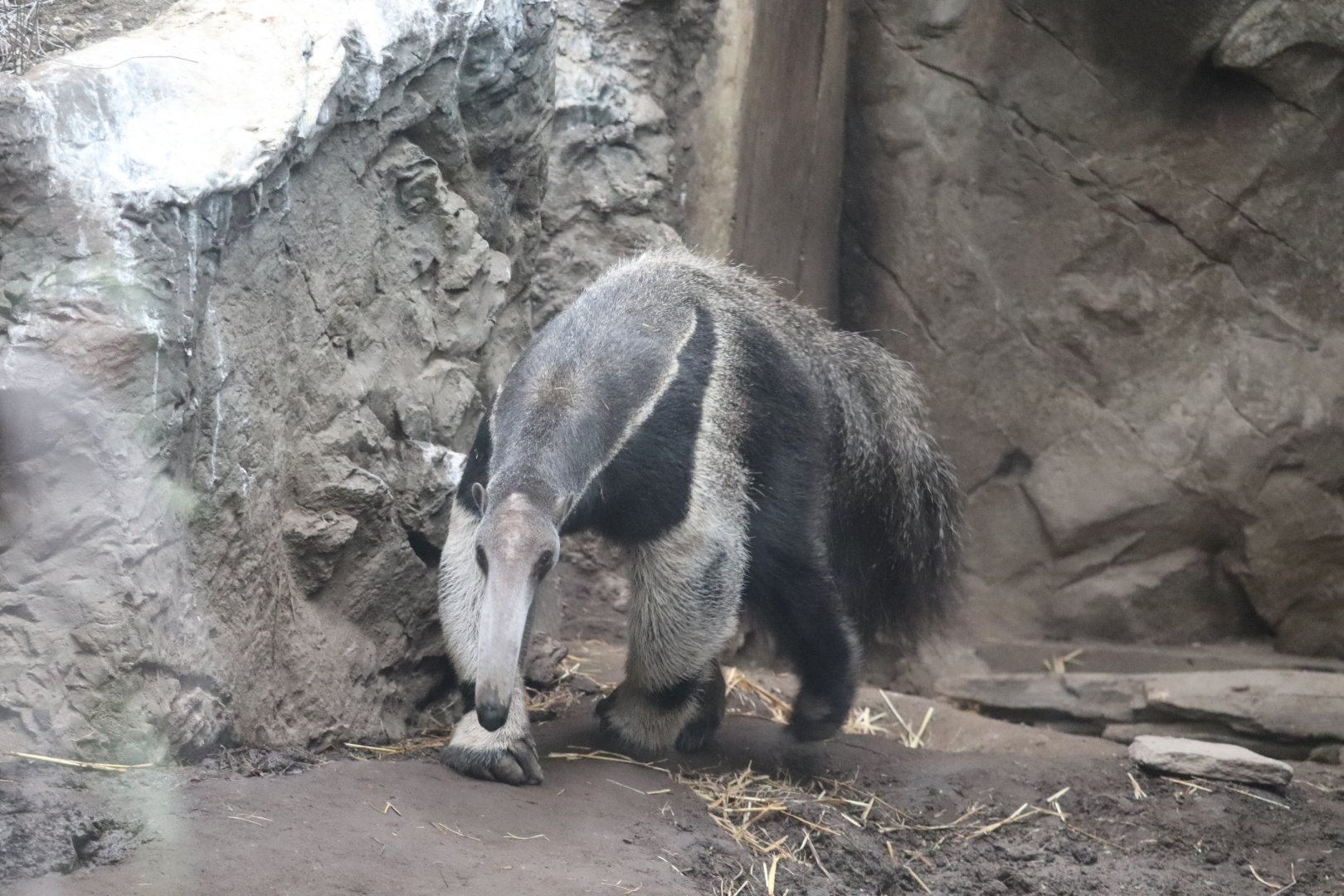 Tropical Forest - Giant Anteater