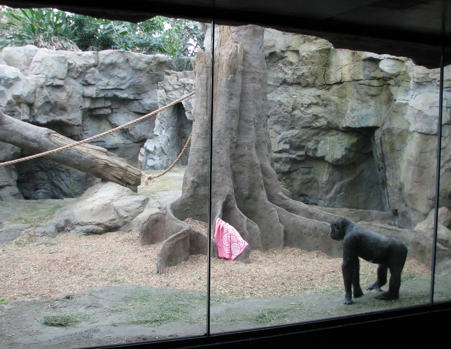Tropical Forest Gorilla Exhibit