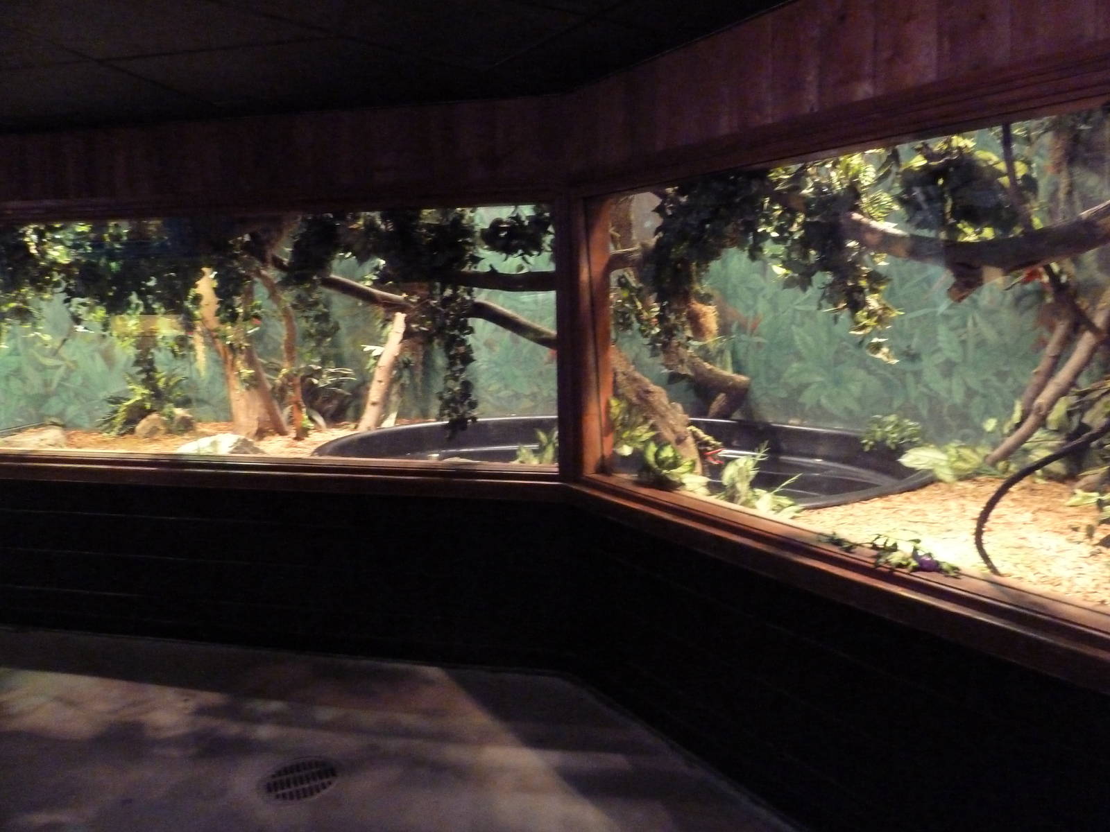 Tropical Forest - Green Anaconda Exhibit