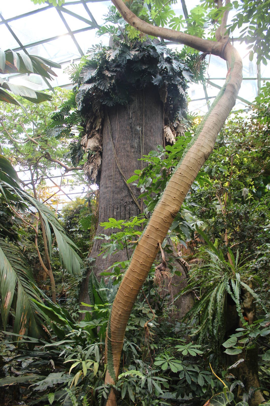 Tropical Forest Hall - June 2016
