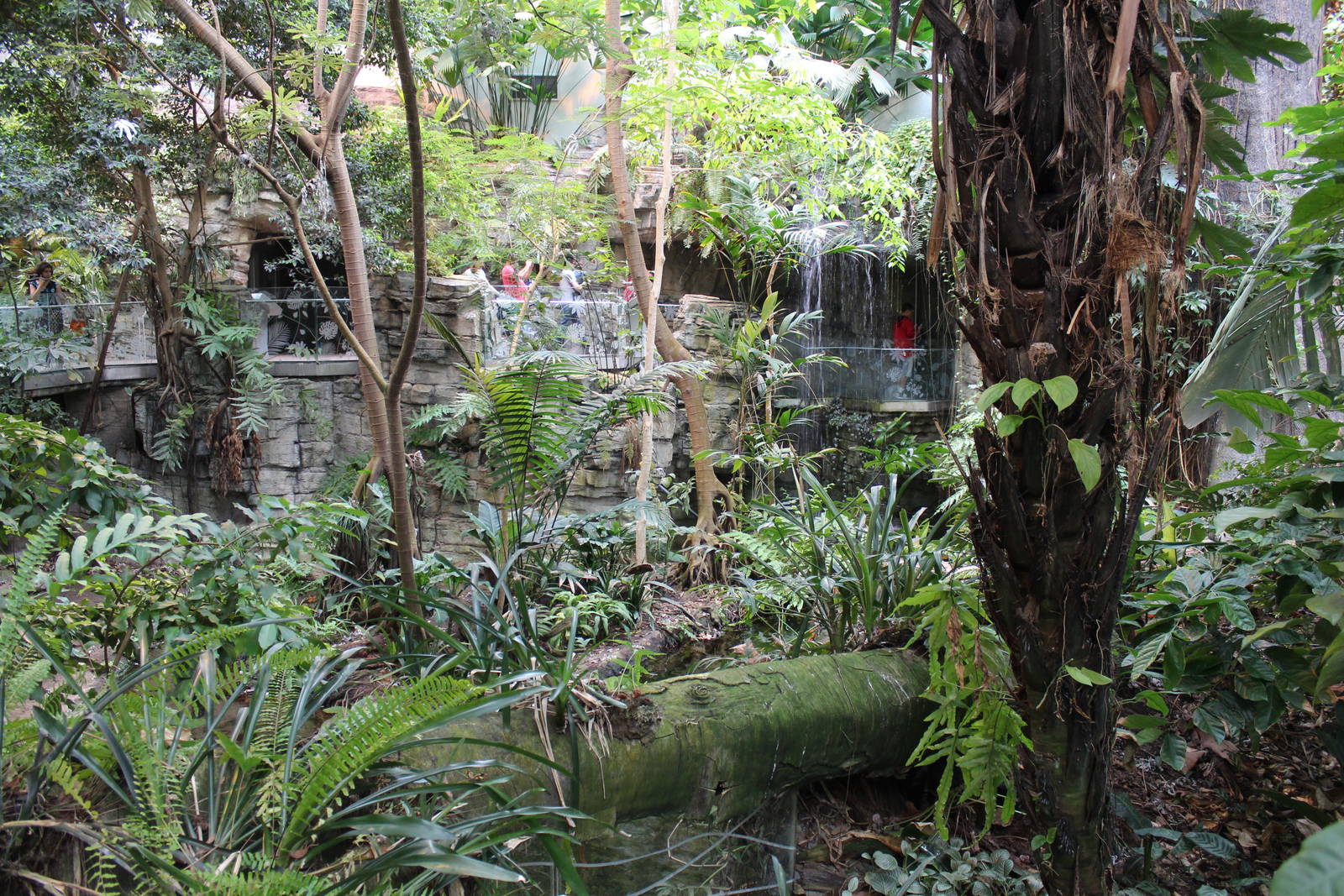 Tropical Forest Hall - June 2016