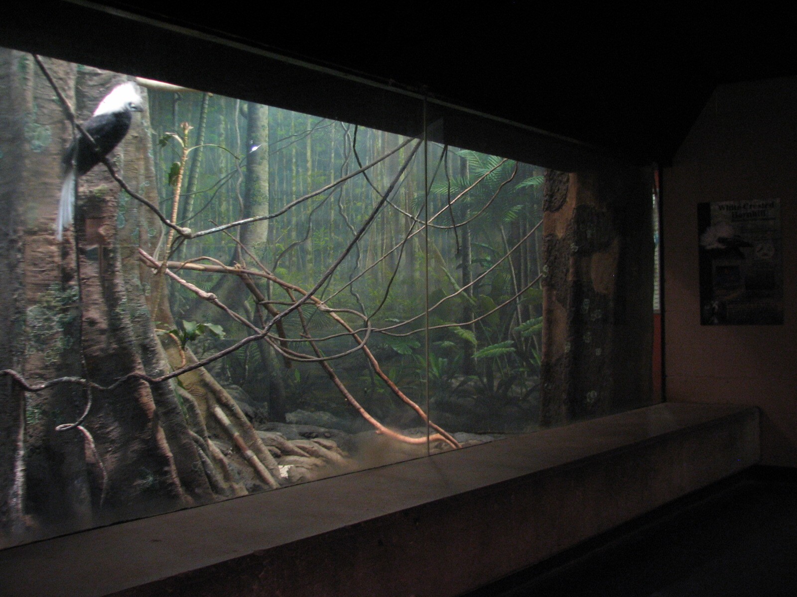 Tropical Forest Hornbill Exhibit