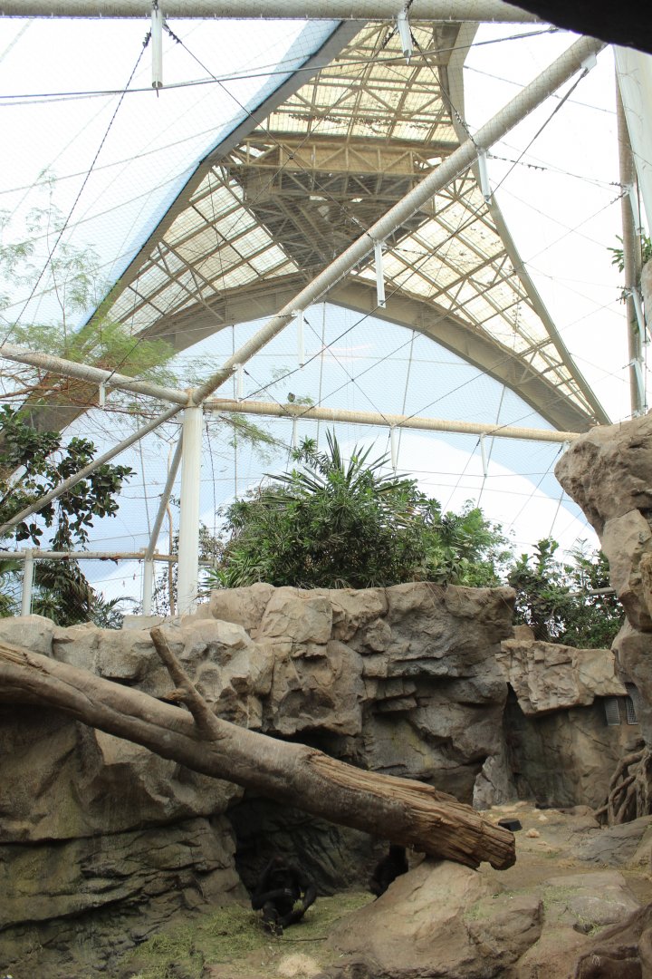 Tropical Forest House - Oct 2017