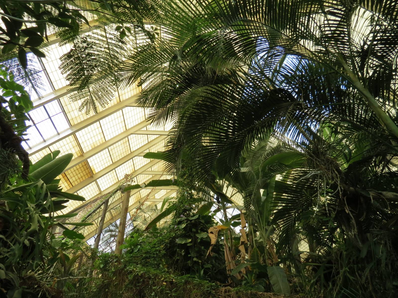 Tropical Forest - Interior