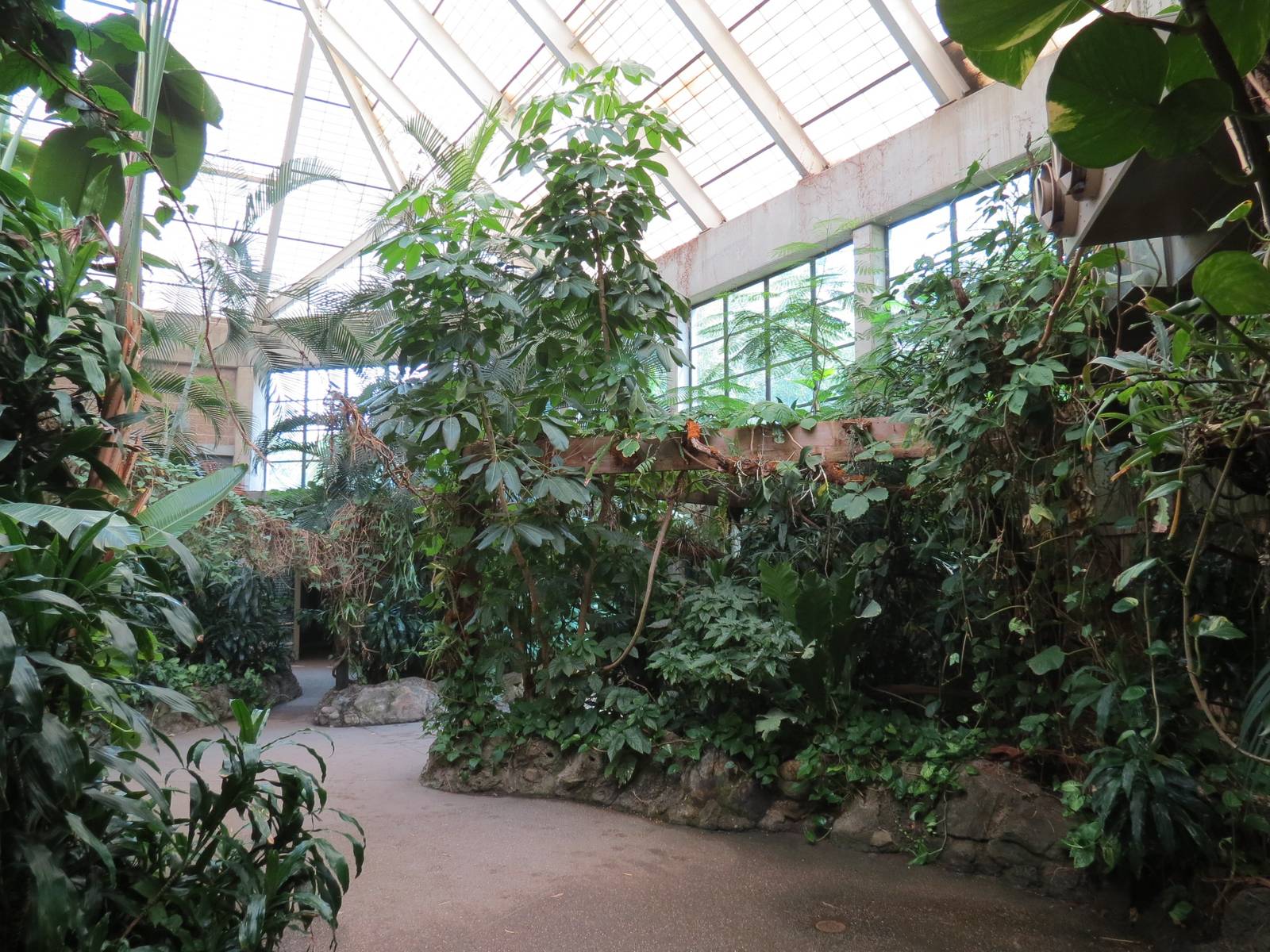 Tropical Forest - Interior