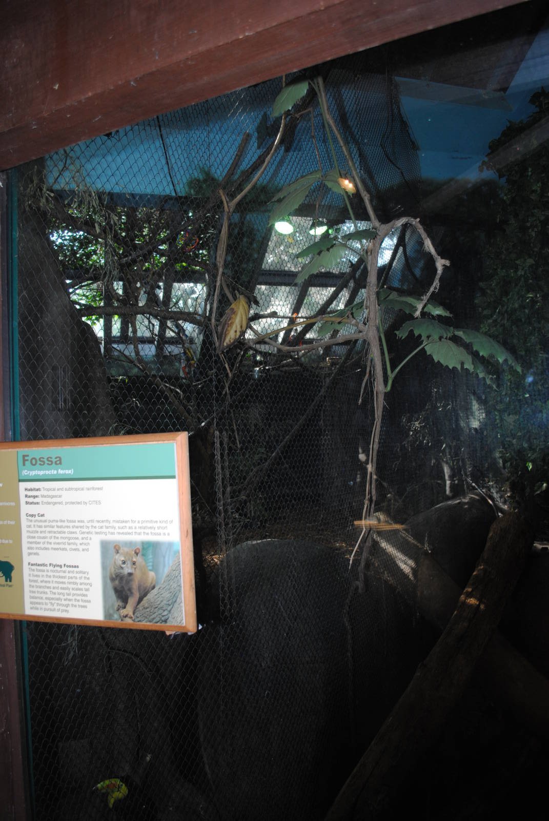 Tropical Forest - Keel-billed Toucans exhibit (separated by net from Fossa