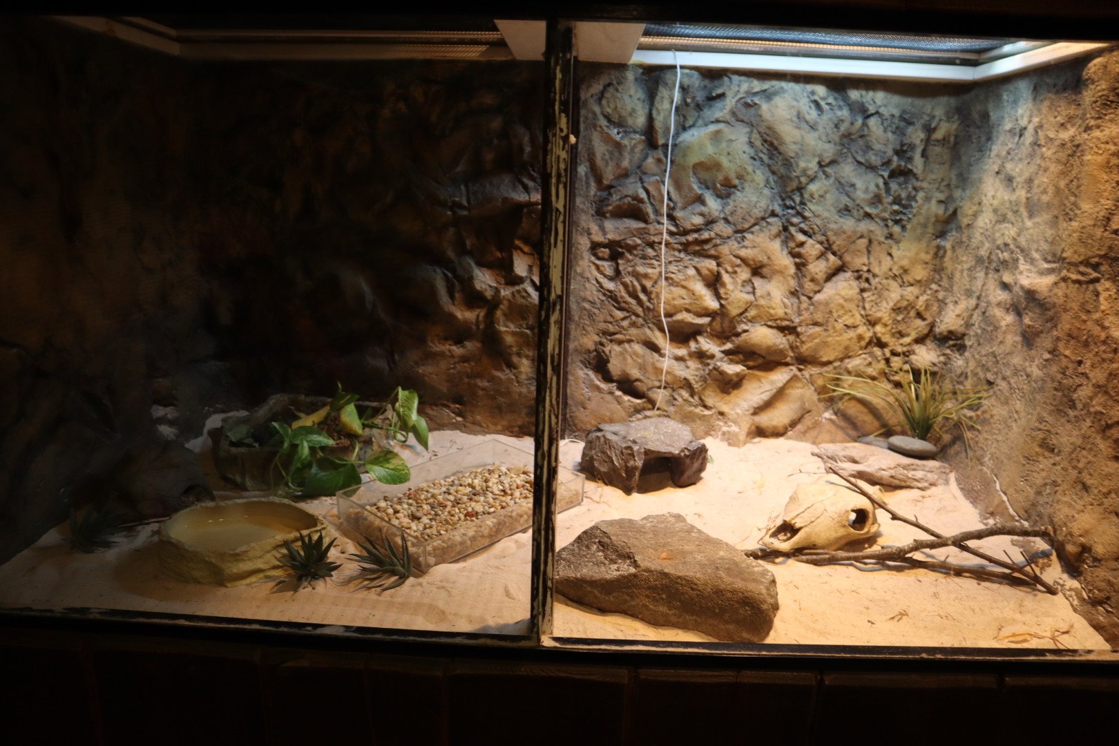 Tropical Forest - Kenyan Sand Boa Enclosure
