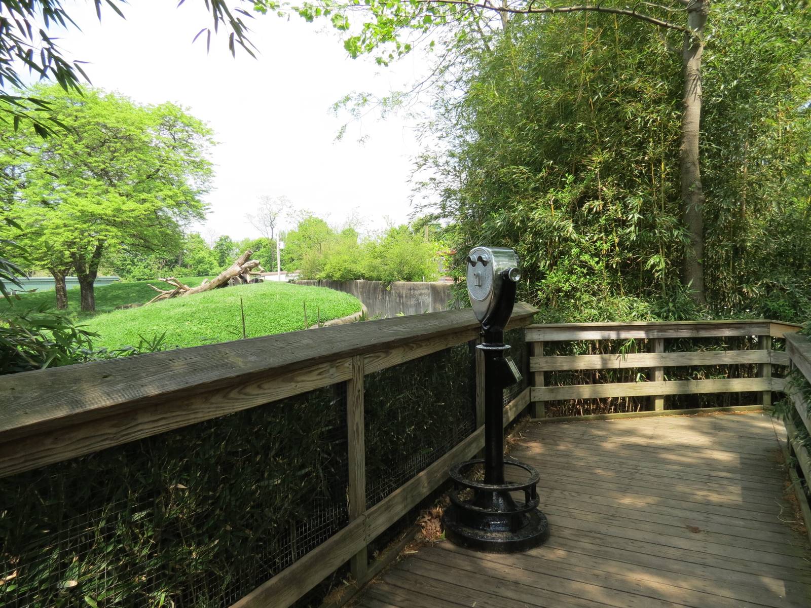 Tropical Forest - Lowland Gorilla Outdoor Exhibit Viewing Area