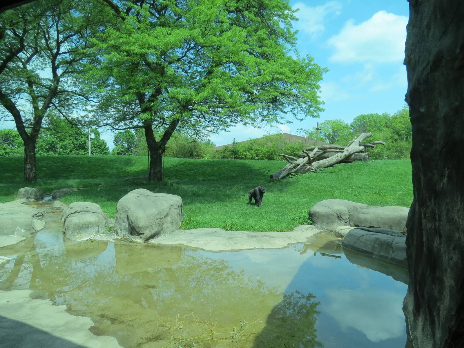Tropical Forest - Lowland Gorilla Outdoor Exhibit