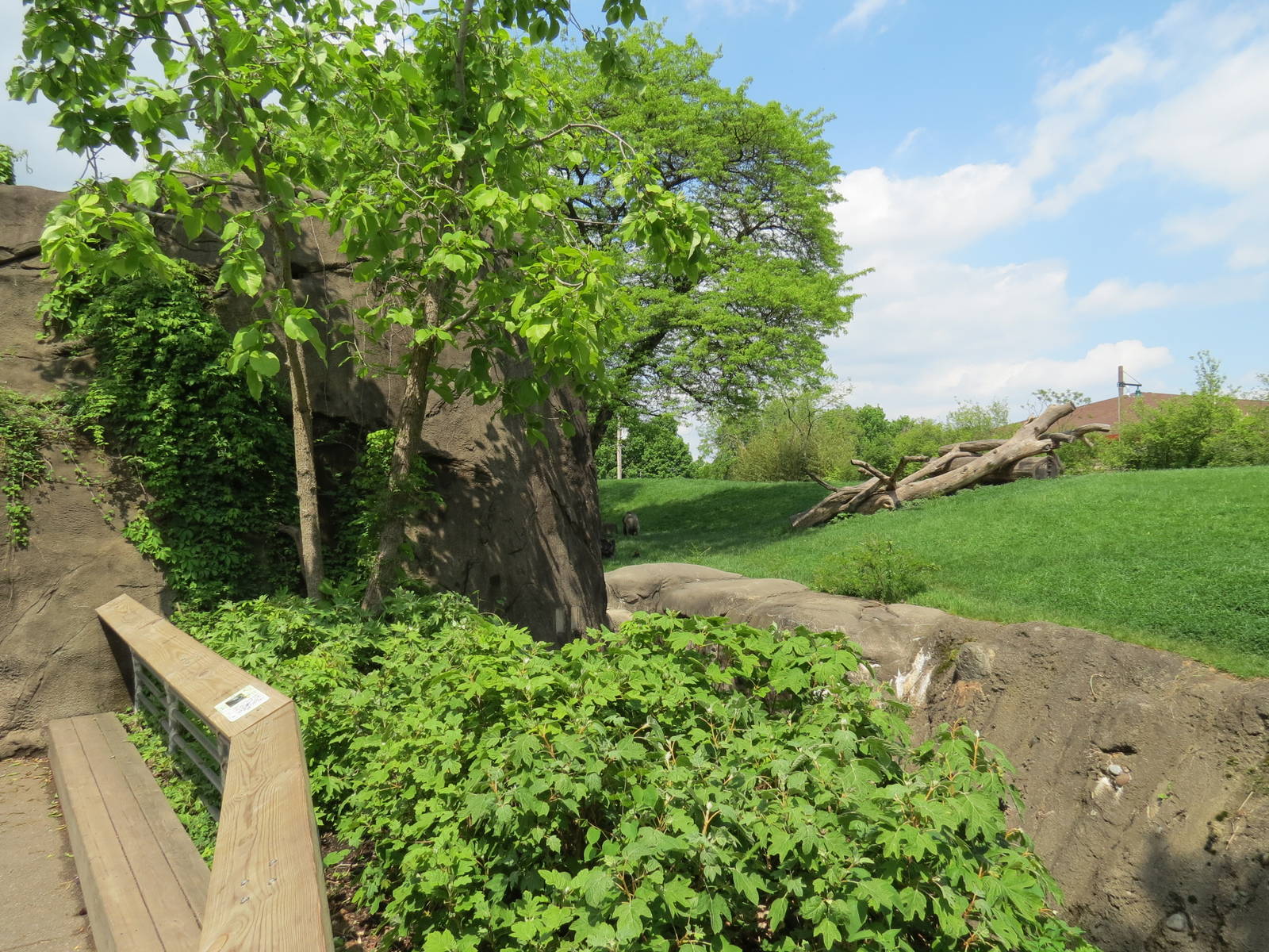 Tropical Forest - Lowland Gorilla Outdoor Exhibit
