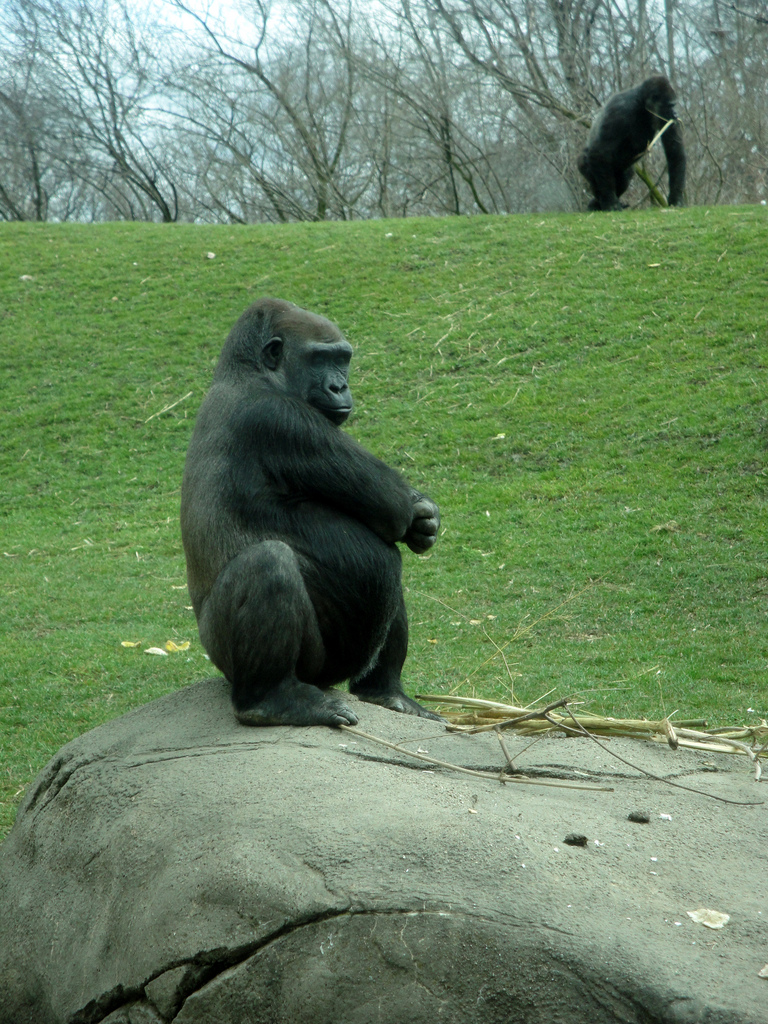 Tropical Forest - Lowland Gorilla