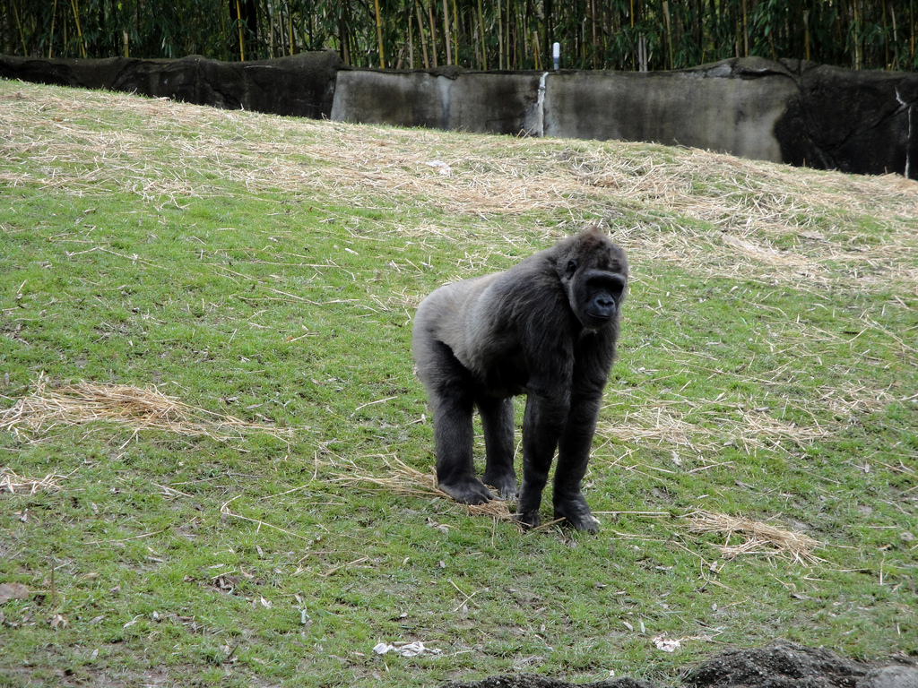 Tropical Forest - Lowland Gorilla