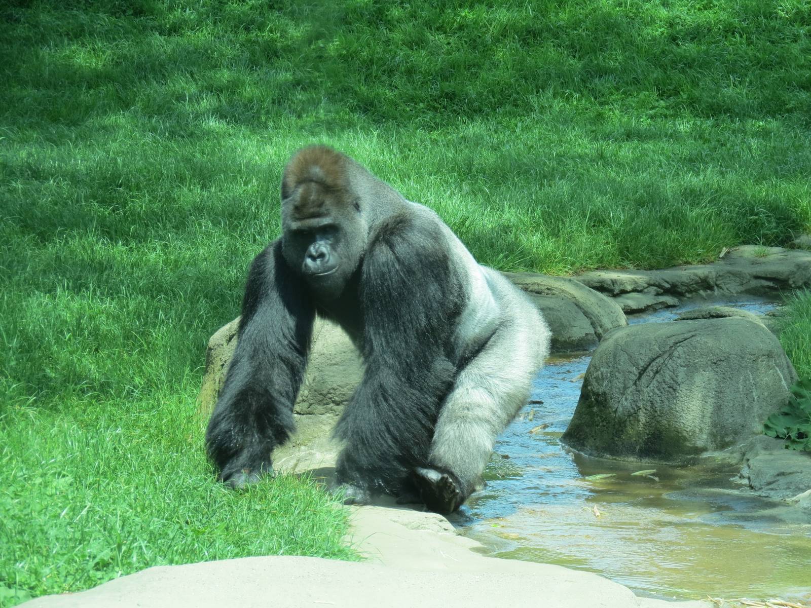 Tropical Forest - Lowland Gorilla