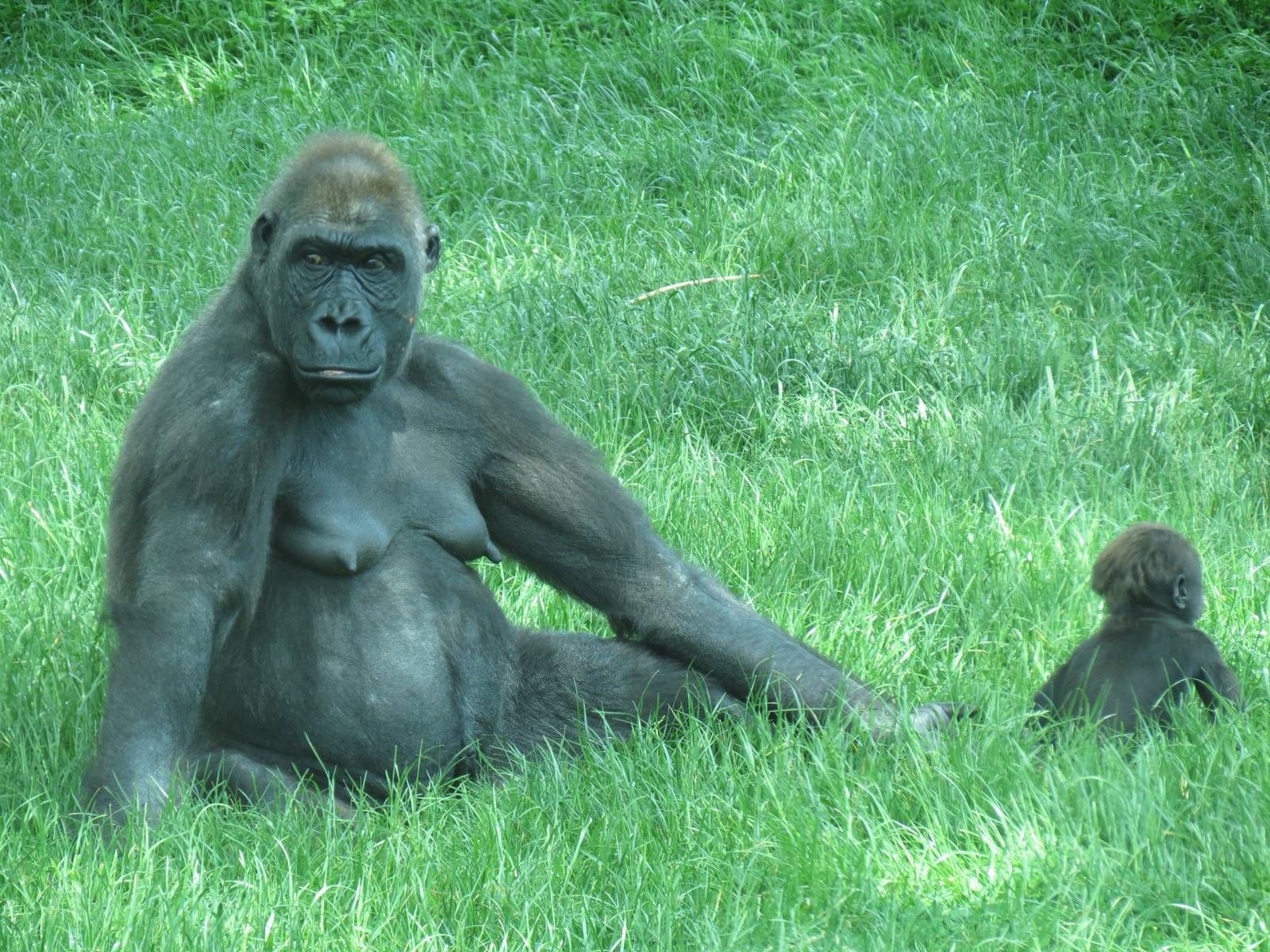 Tropical Forest - Lowland Gorilla