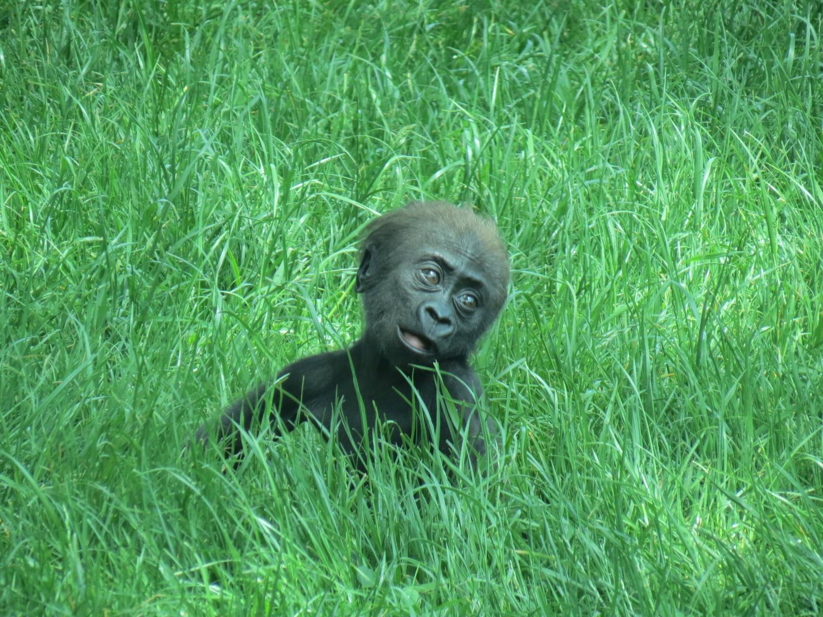 Tropical Forest - Lowland Gorilla