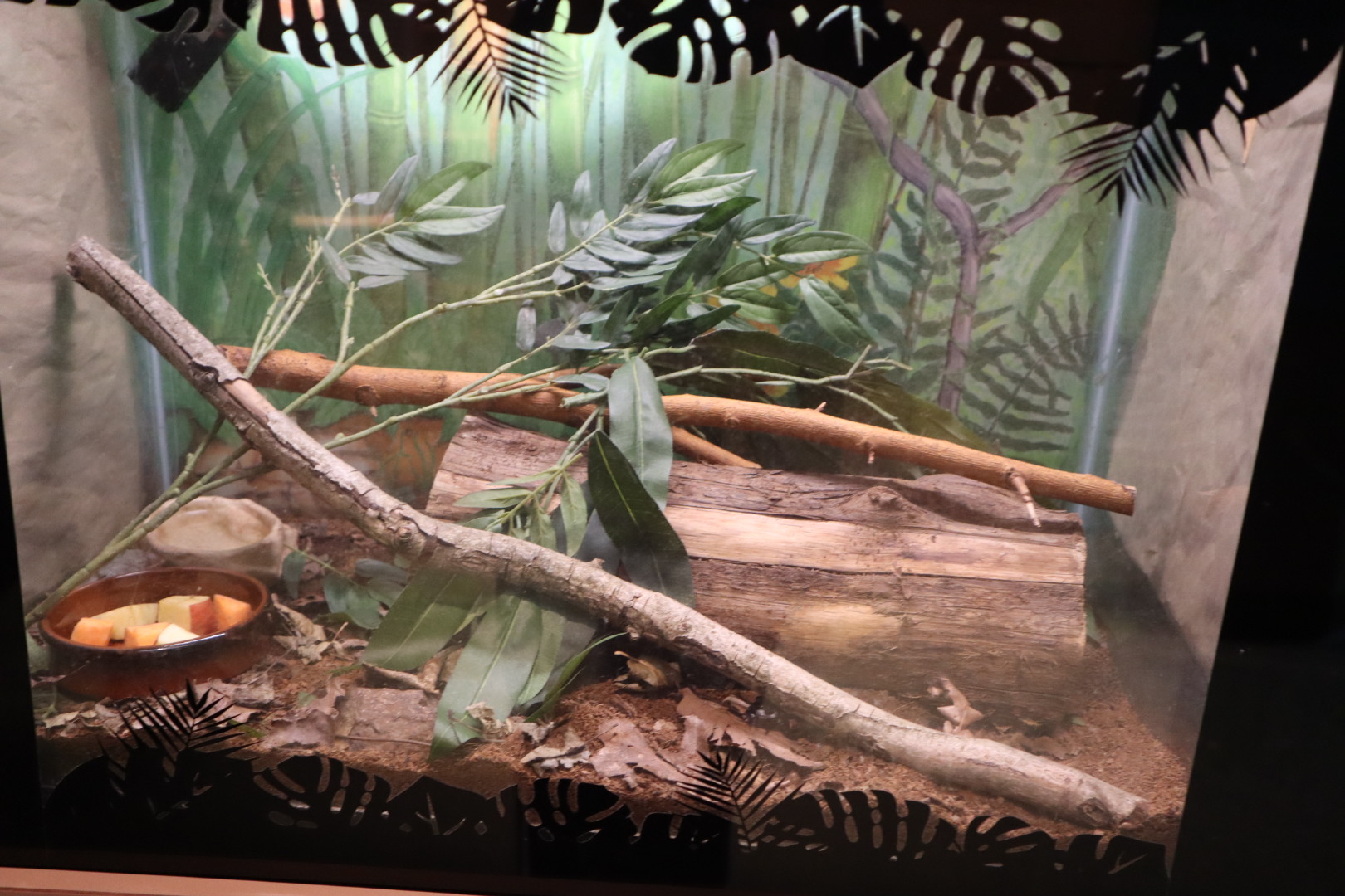 Tropical Forest - Madagascar Hissing Cockroach Terrarium