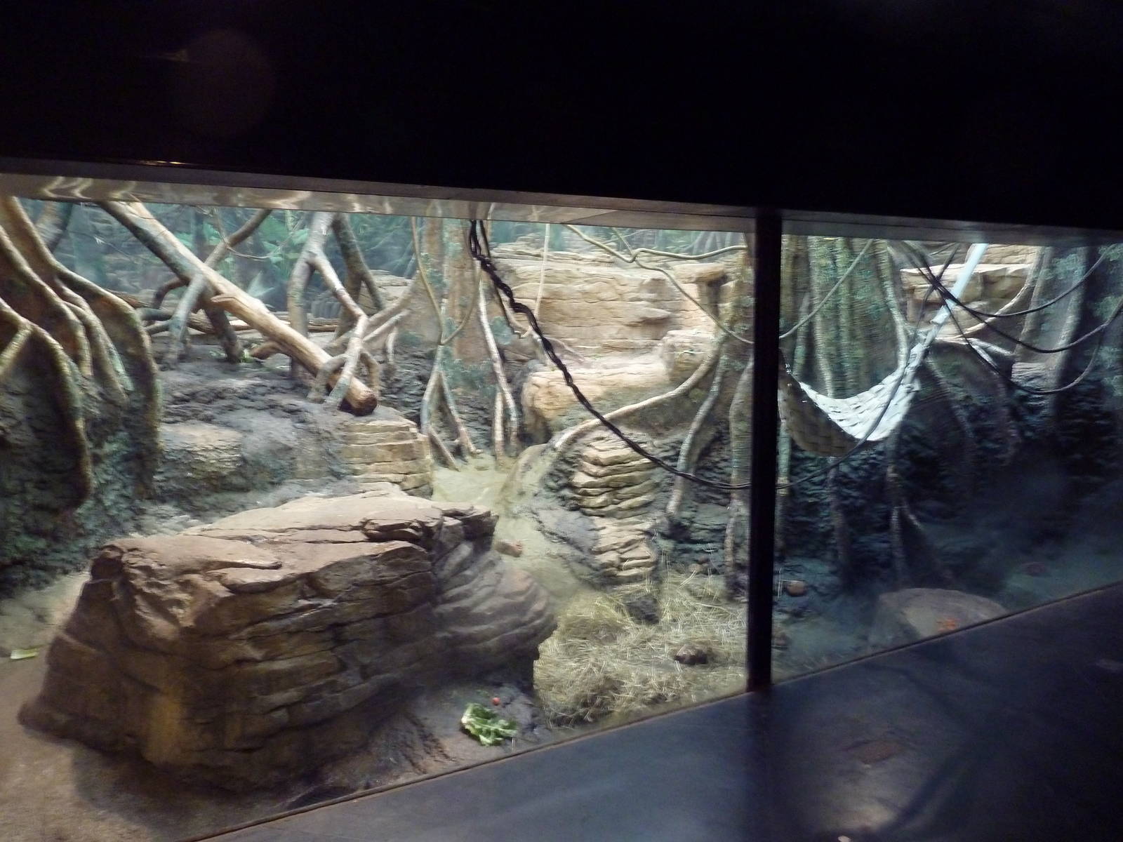 Tropical Forest - Mandrill Exhibit