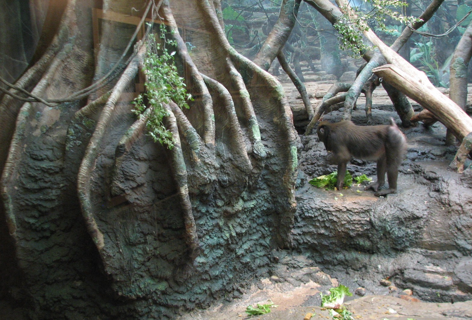 Tropical Forest Mandrill Exhibit