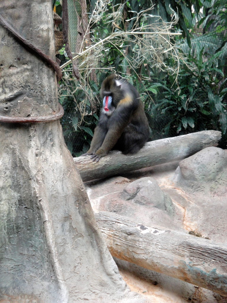 Tropical Forest - Mandrill