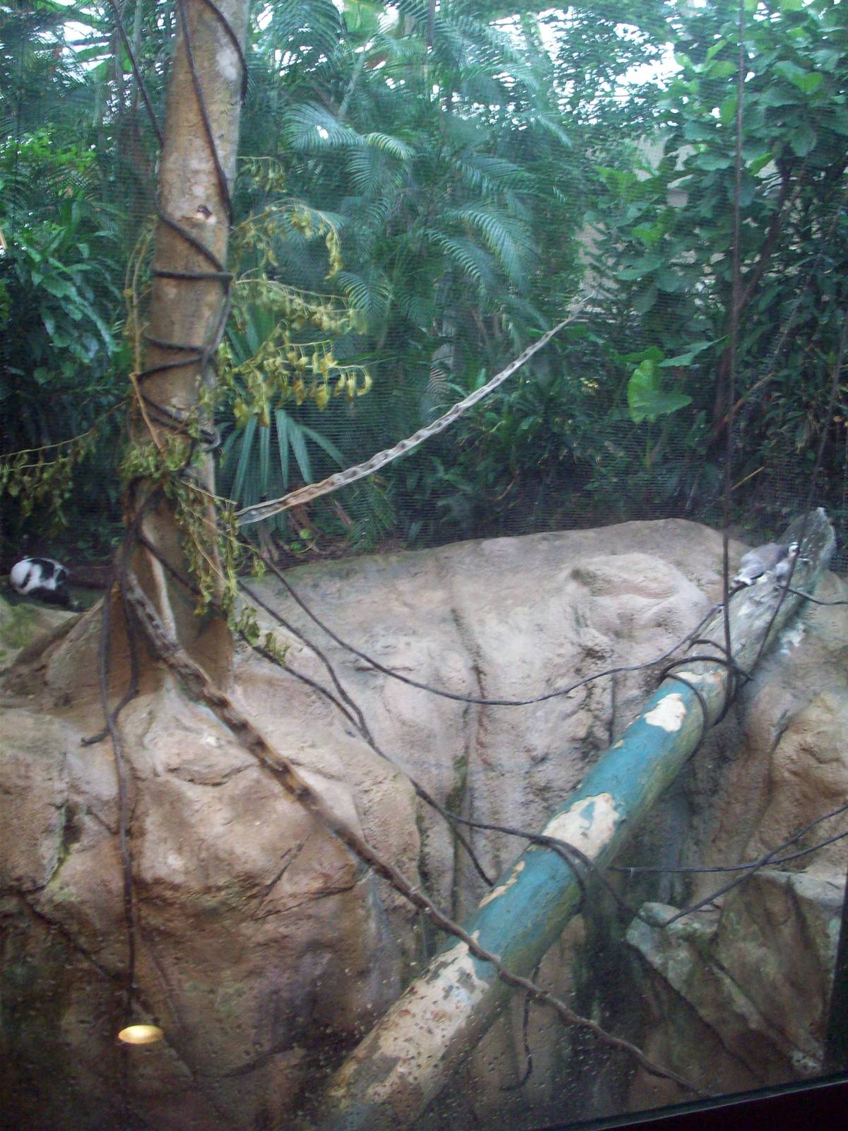 Tropical Forest: Mixed Lemur Exhibit
