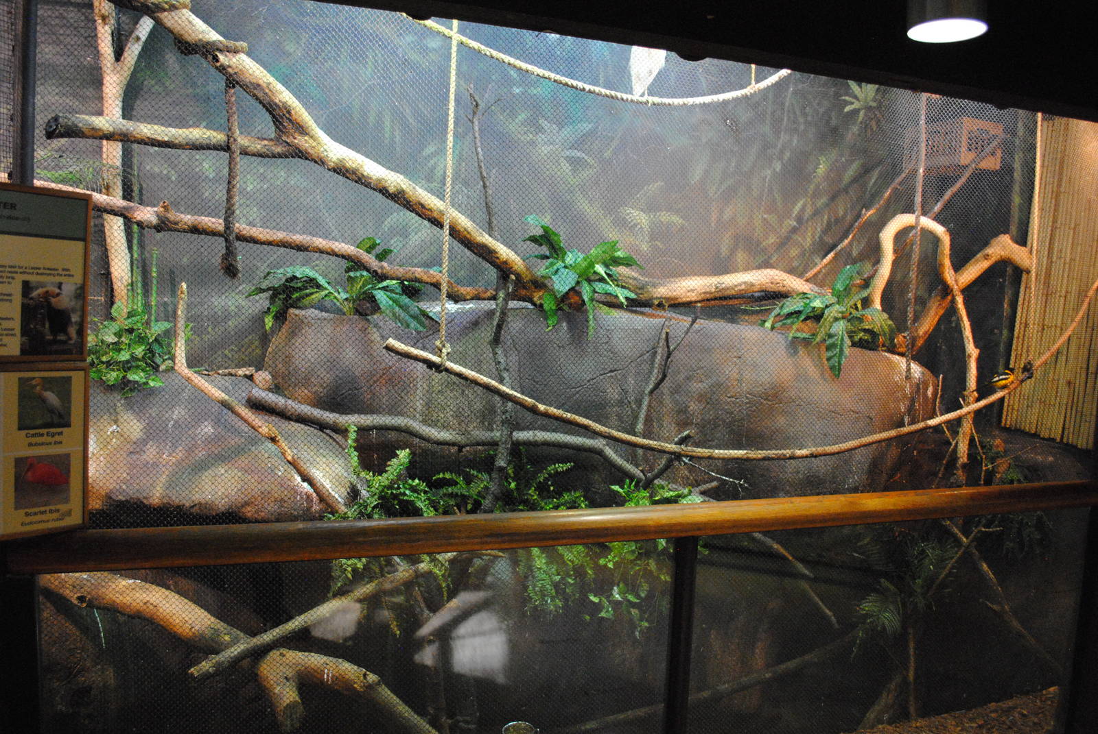 Tropical Forest - Mixed Species exhibit