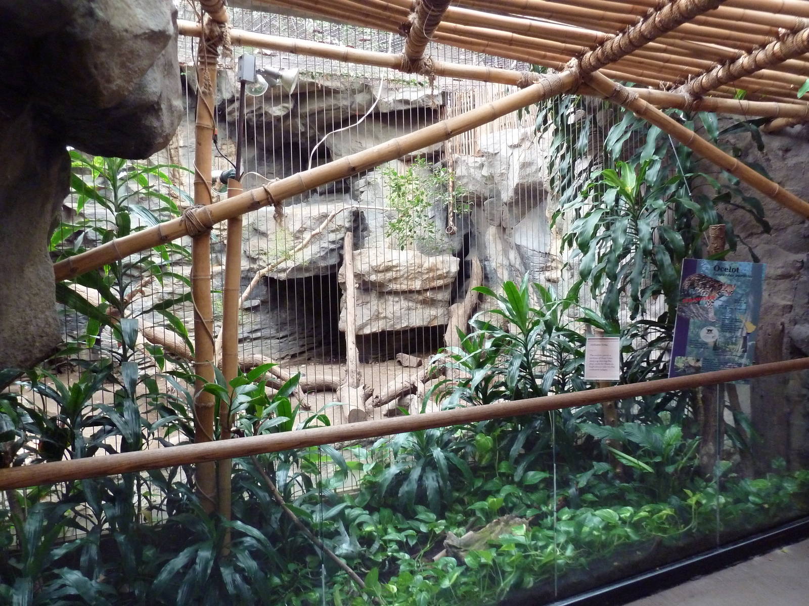 Tropical Forest - Ocelot Exhibit