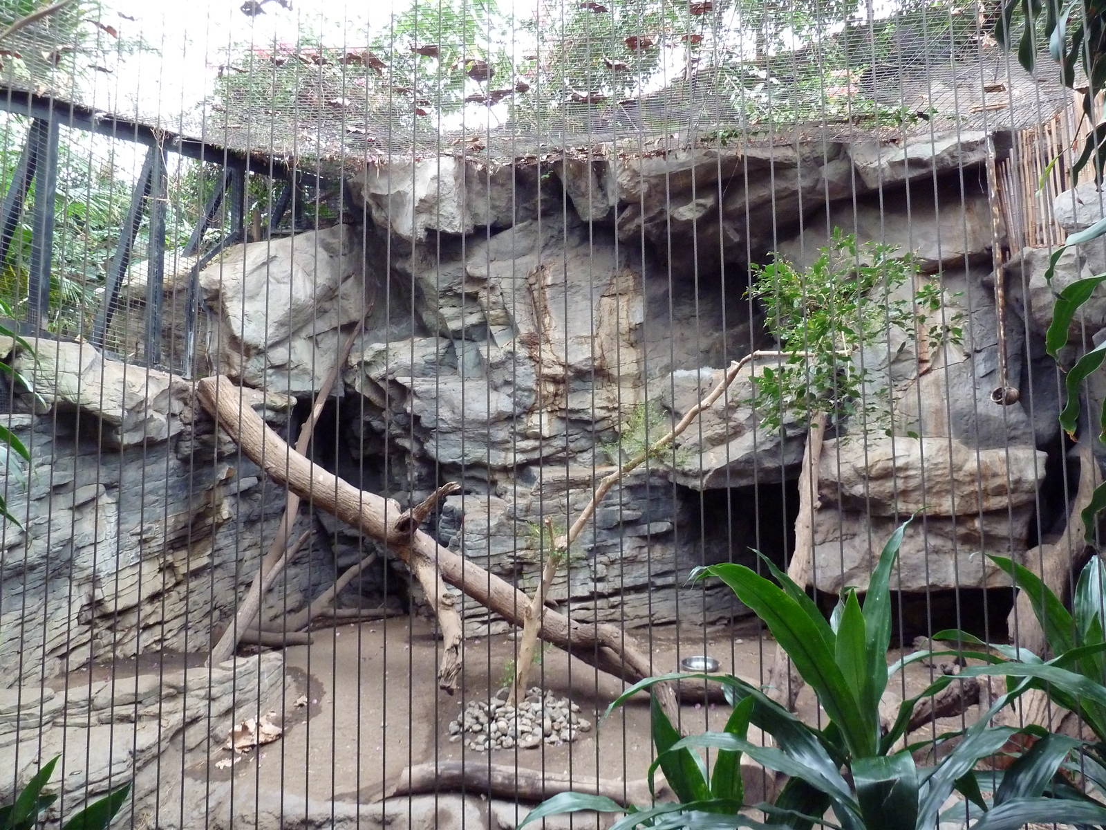 Tropical Forest - Ocelot Exhibit