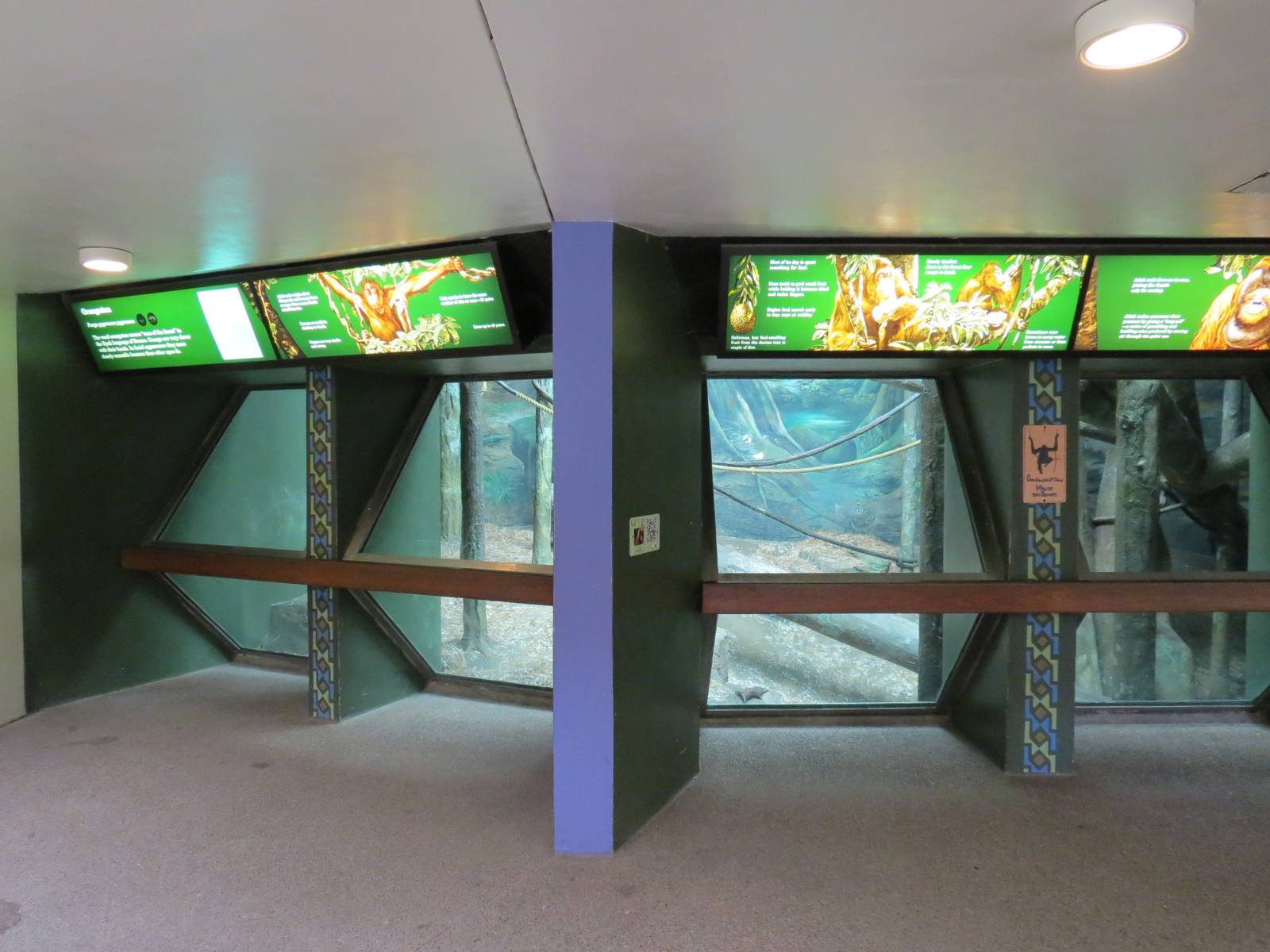 Tropical Forest - Orangutan Exhibit Viewing Area