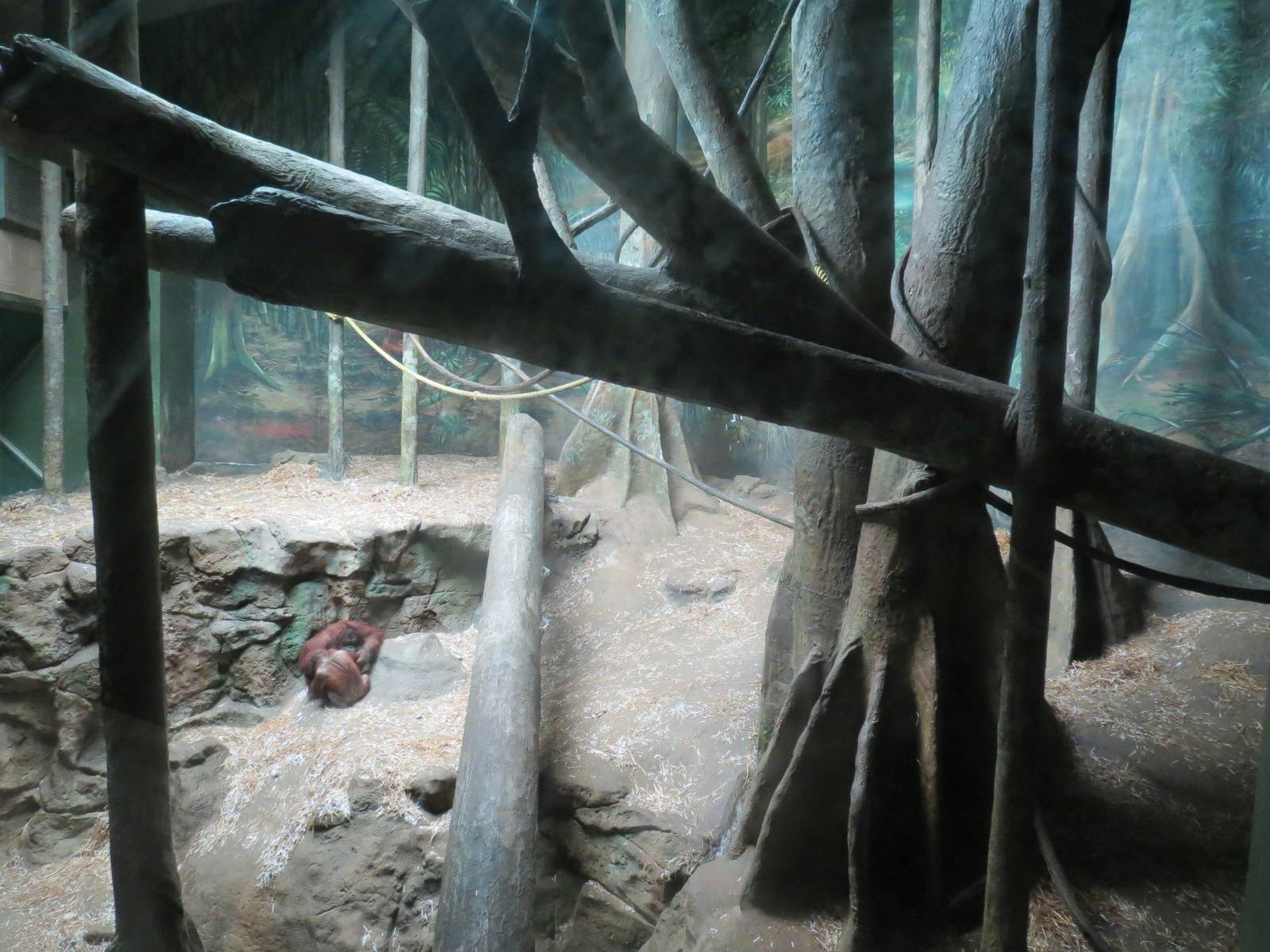 Tropical Forest - Orangutan Exhibit