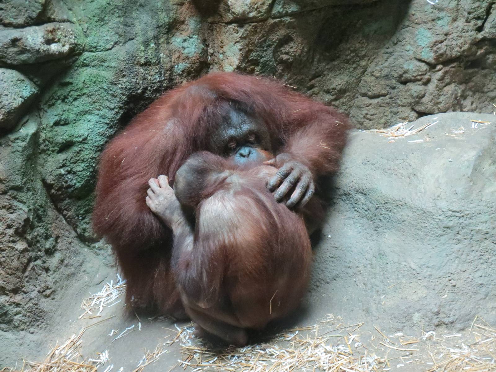 Tropical Forest - Orangutan