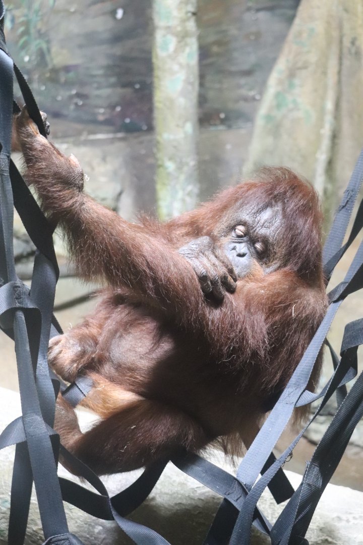 Tropical Forest - Orangutan