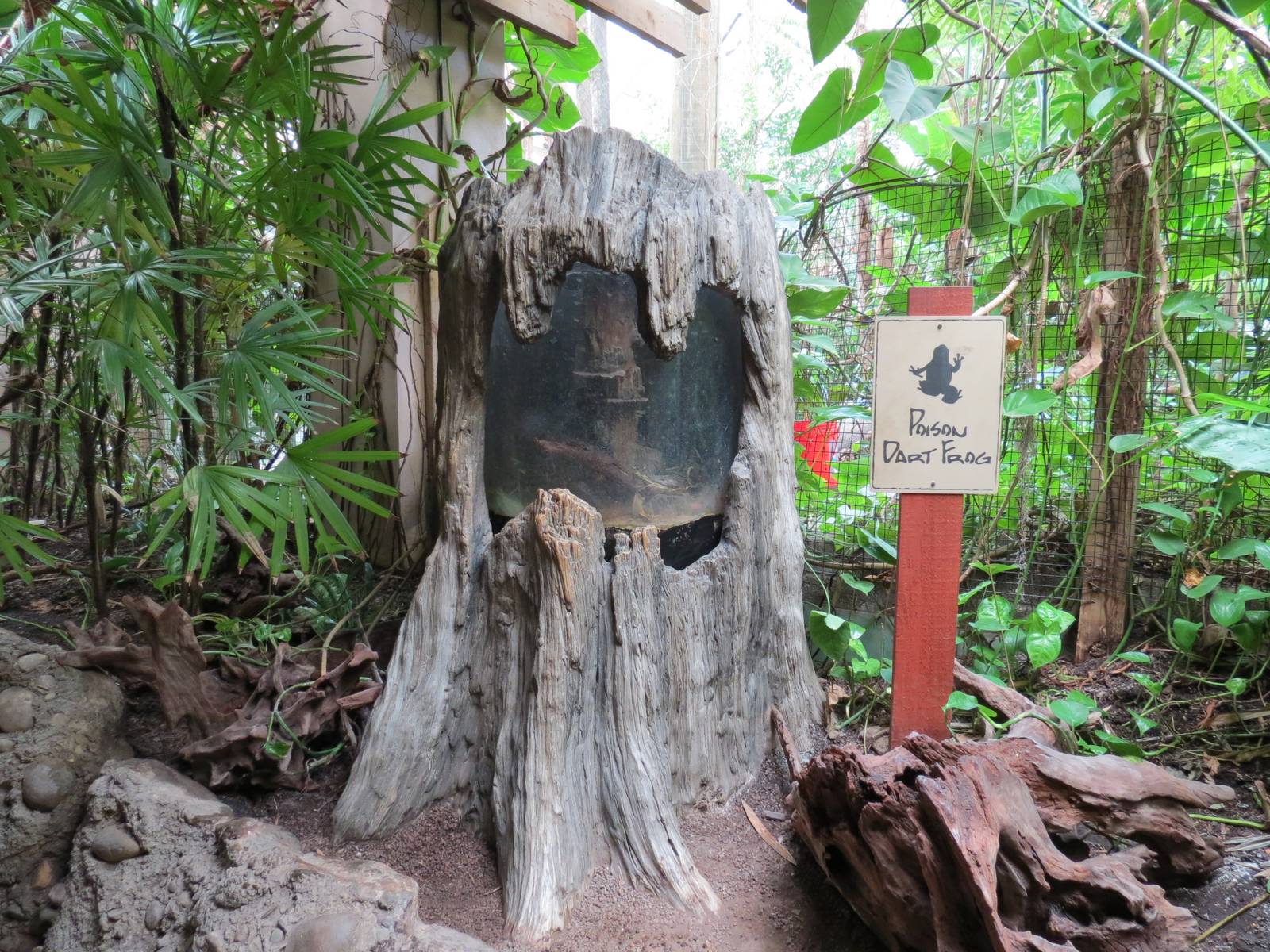 Tropical Forest - Poison Dart Frog Exhibit