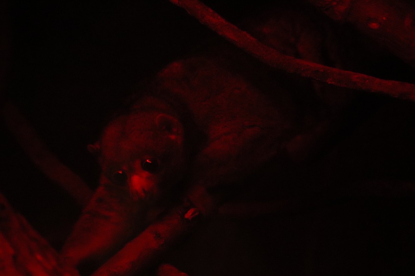 Tropical Forest - Potto