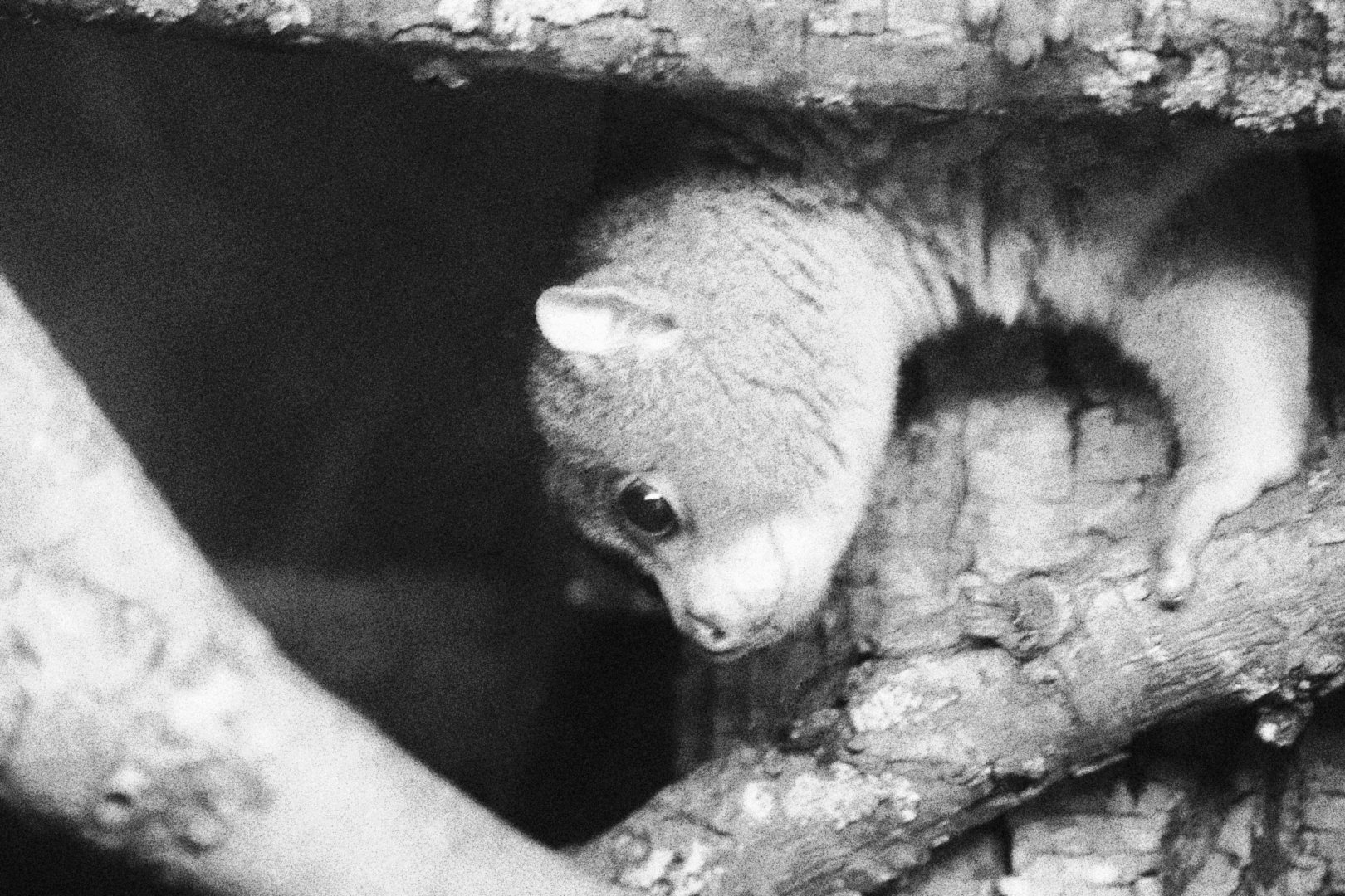 Tropical Forest - Potto