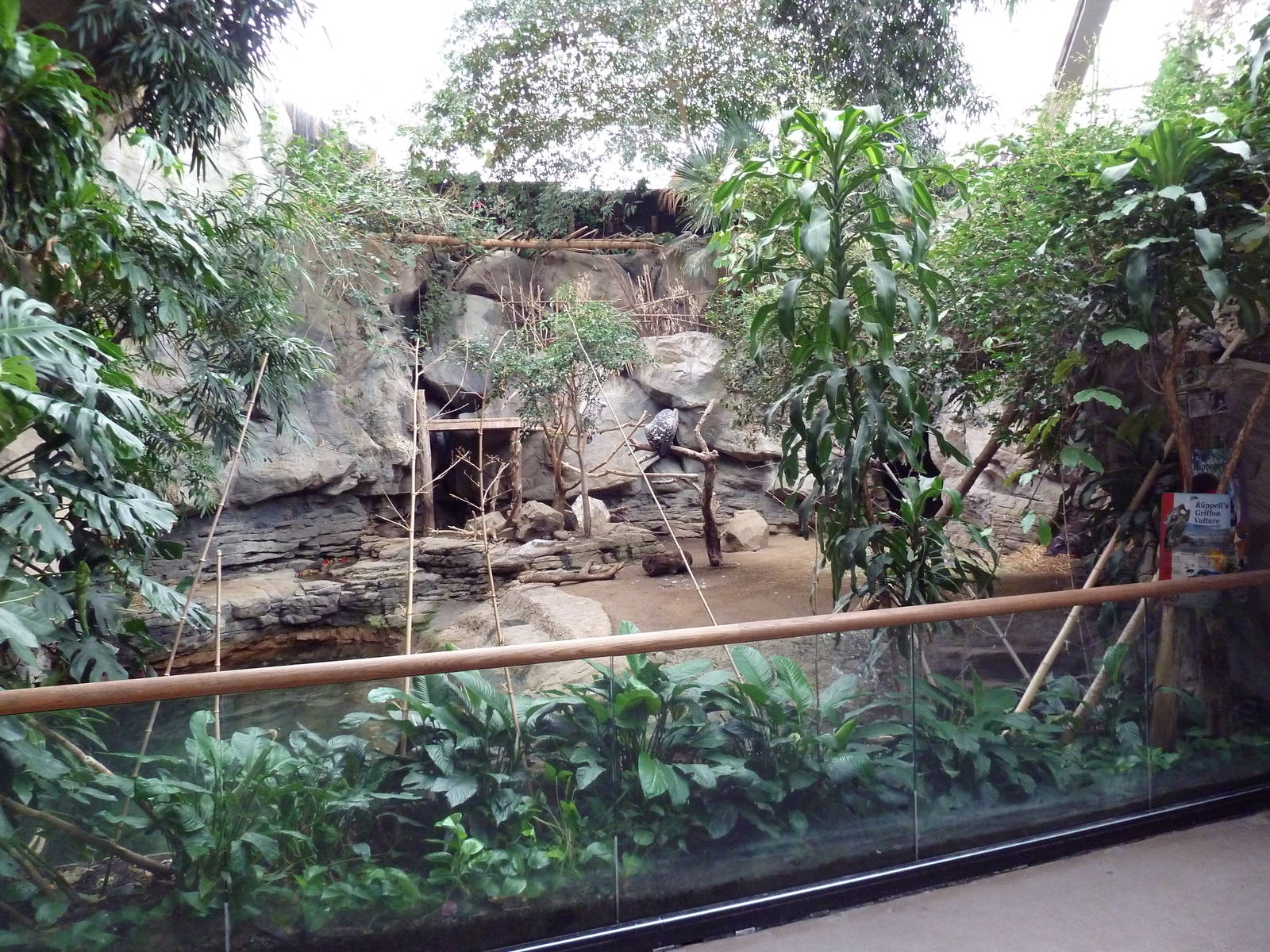 Tropical Forest - Pygmy Hippo/Ruppell's Vulture Exhibit