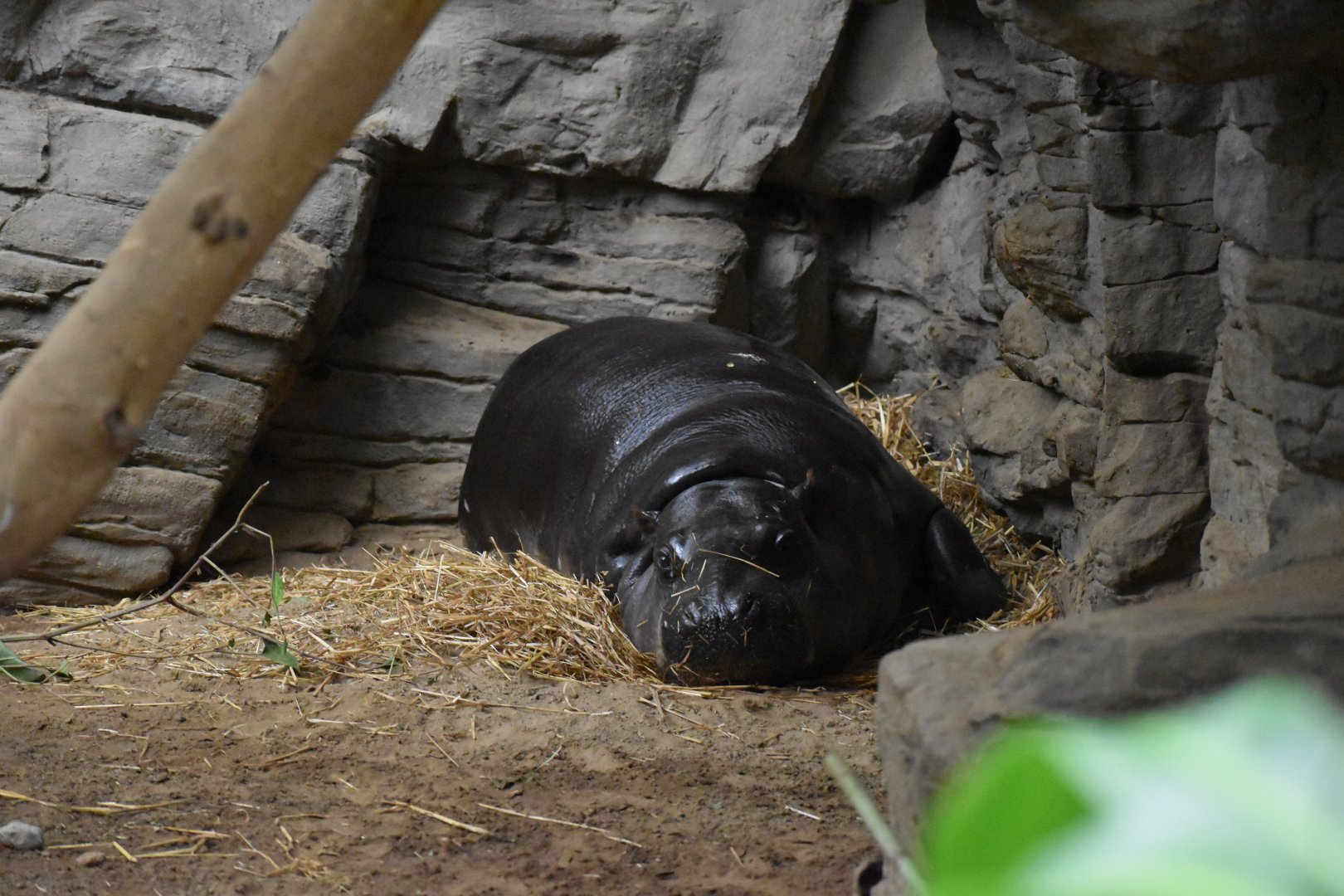 Tropical Forest - Pygmy Hippo
